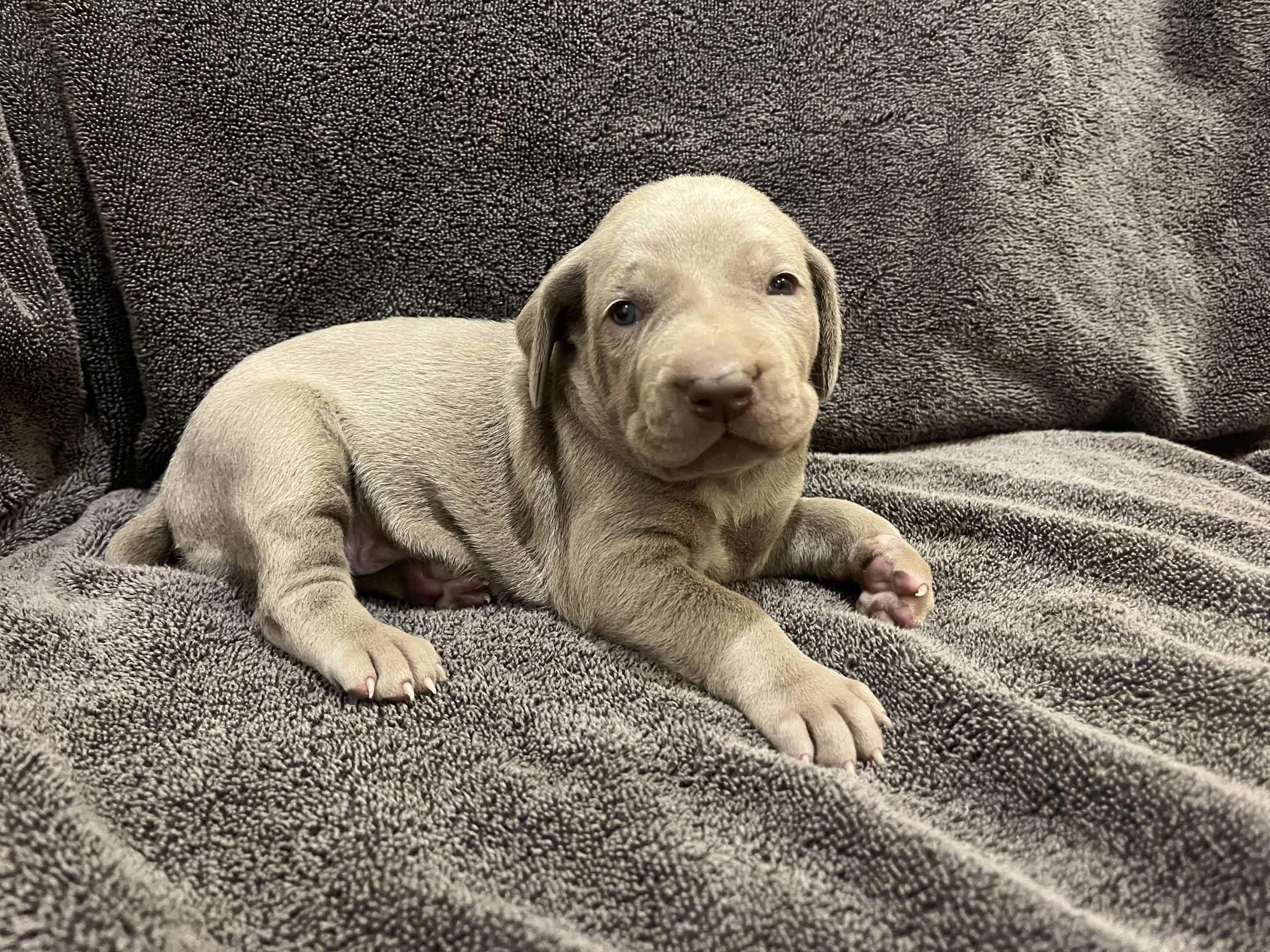 Silver Female – Weimaraner puppy for sale in Killen, AL