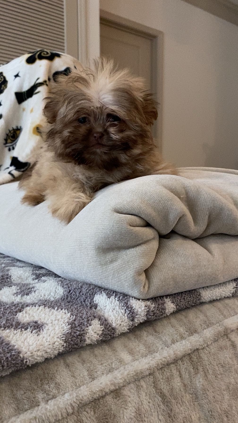 Louella – Morkie puppy for sale in Cumming, GA