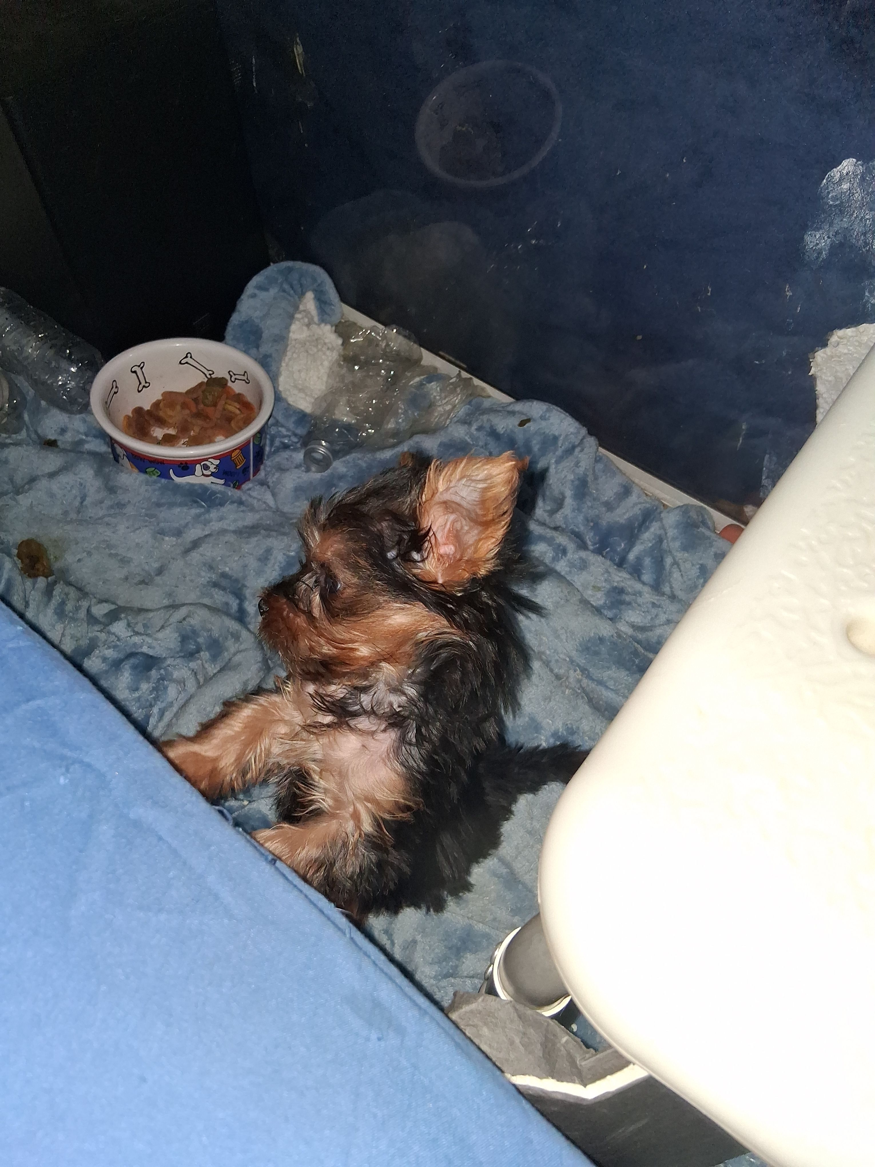 N/a – Yorkshire Terrier puppy for sale in Humble, TX