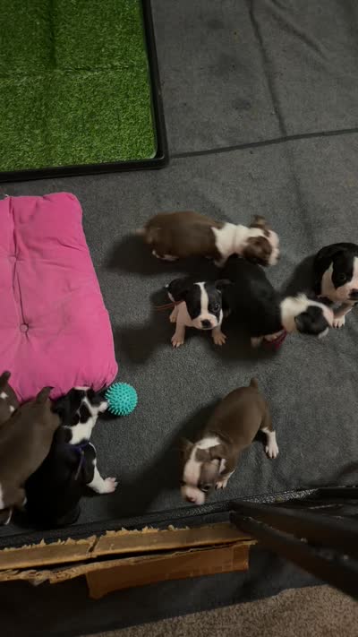 Facility video