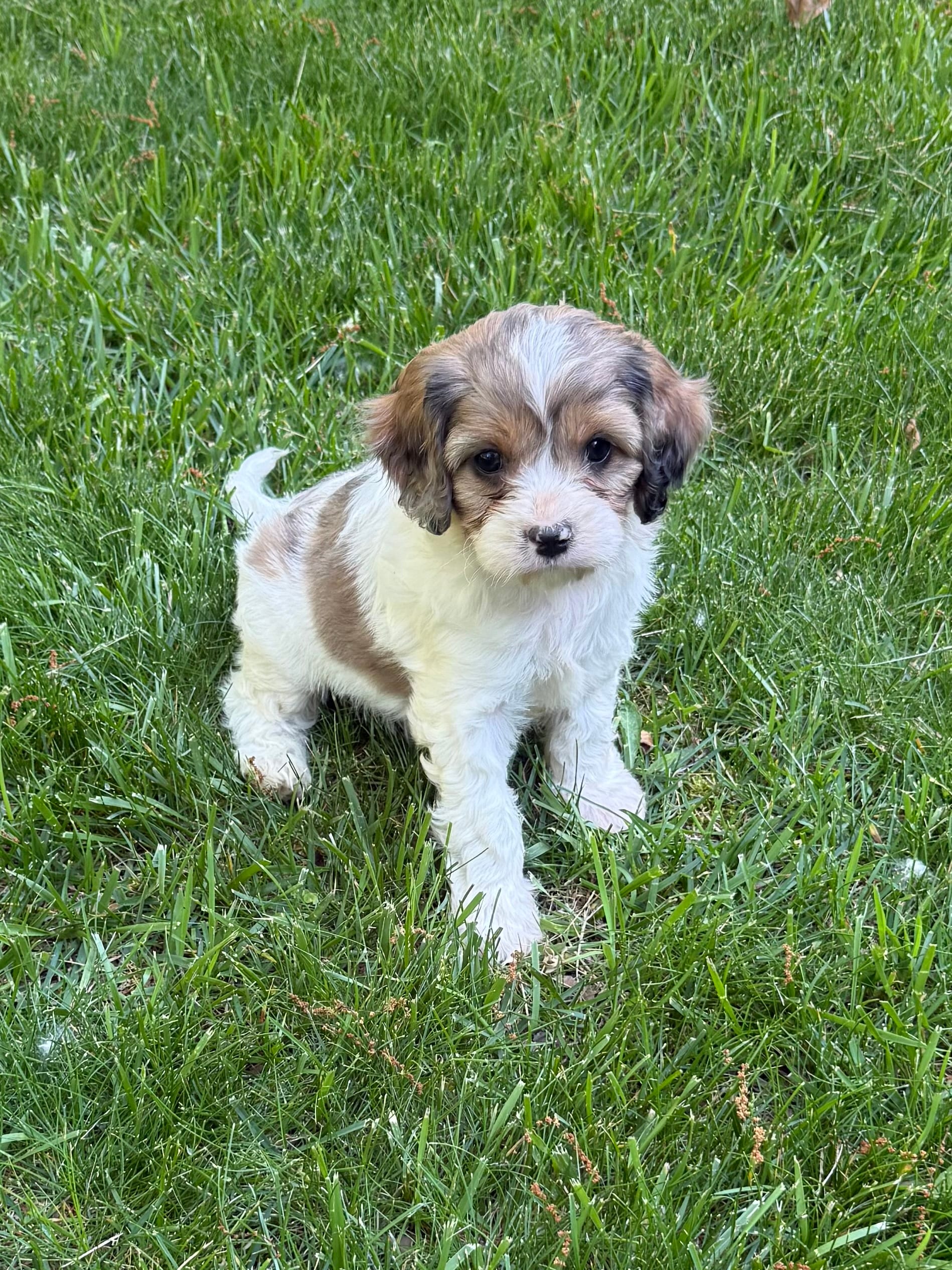 Apollo – Cavapoo puppy for sale in New Vienna, OH