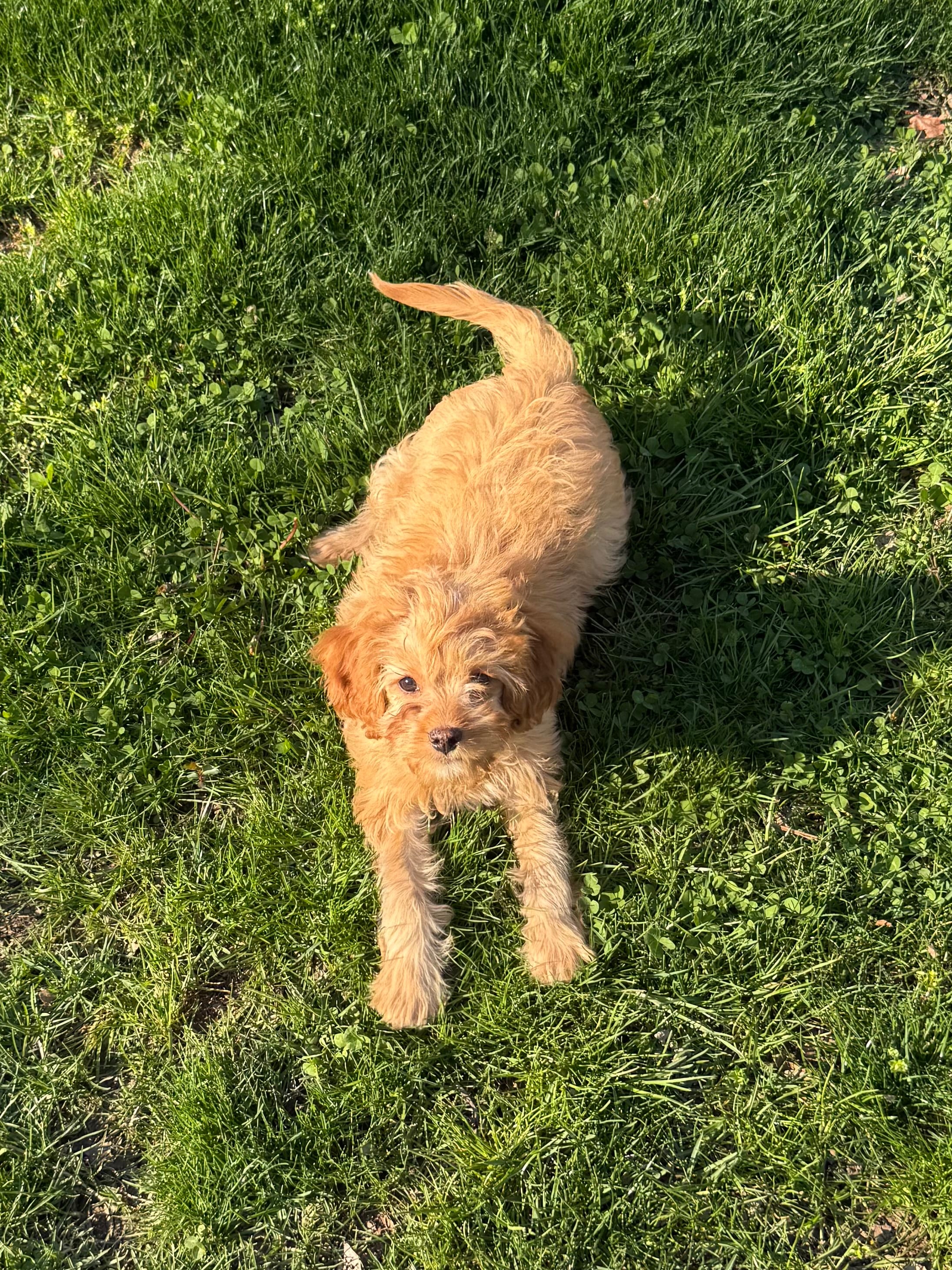 Rusty – Cavapoo puppy for sale in New Vienna, OH