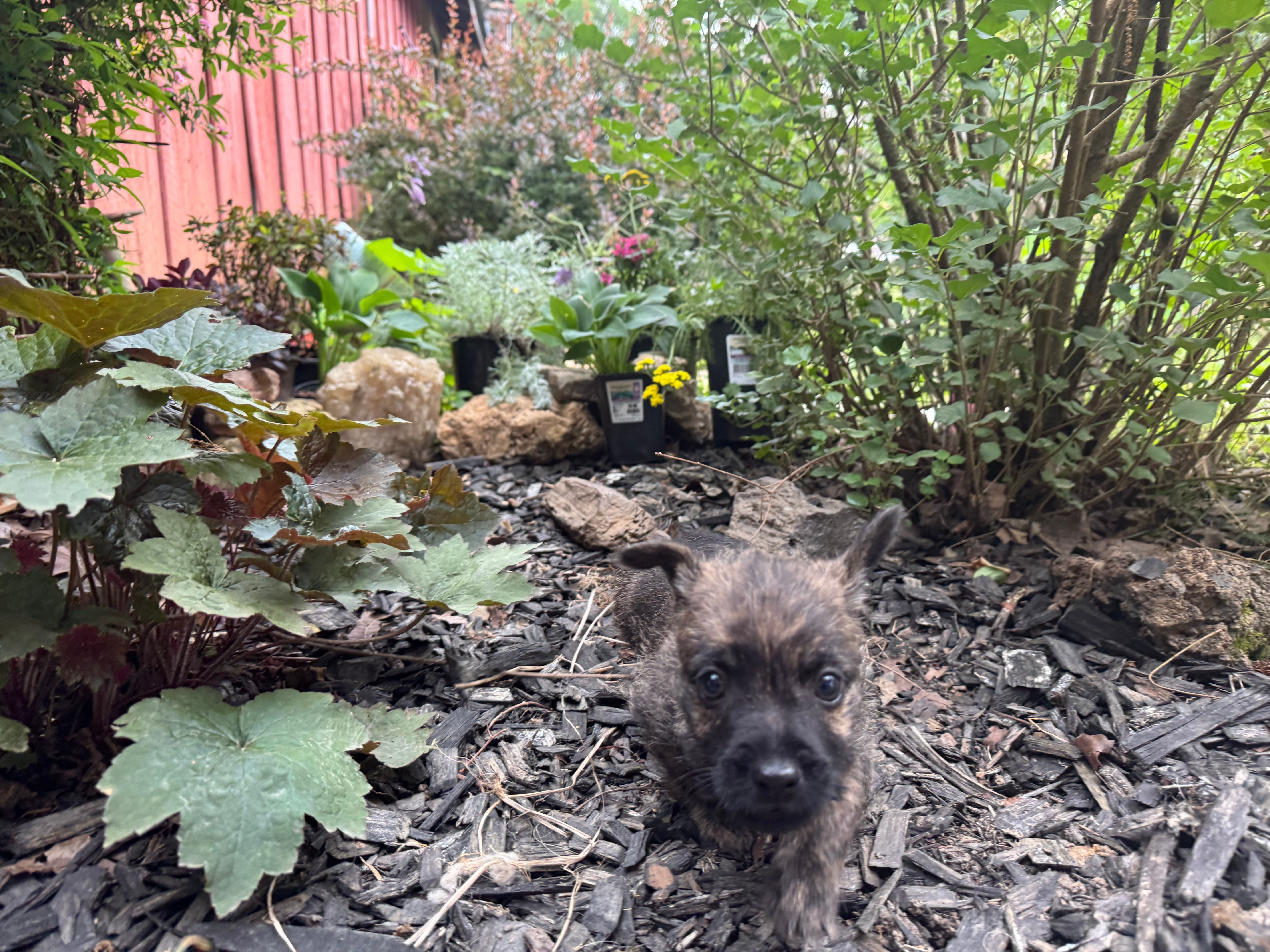 Mooney – Cairn Terrier puppy for sale in Norman, AR
