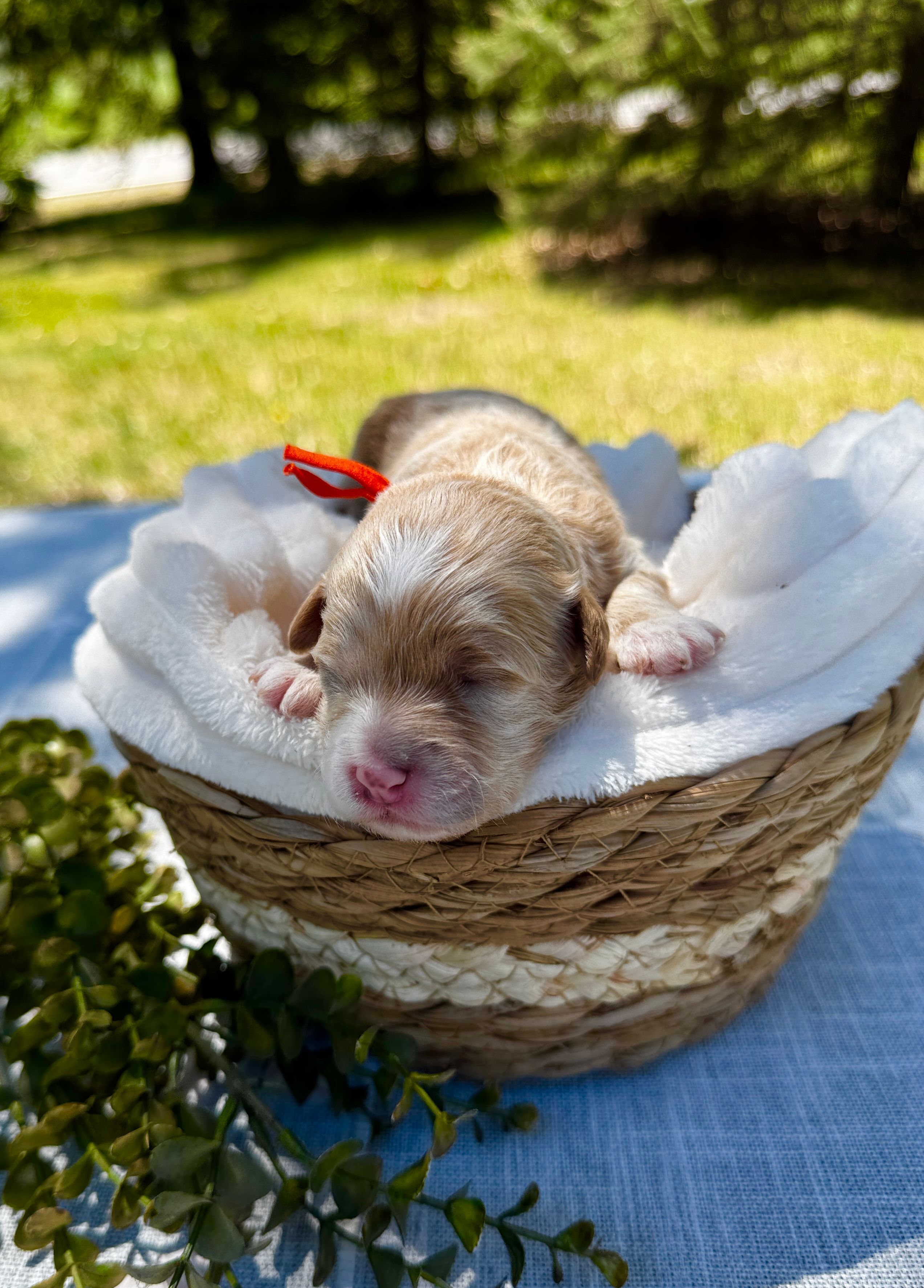 Hunter (orange collar)  – Cockapoo puppy for sale in Elk River, MN