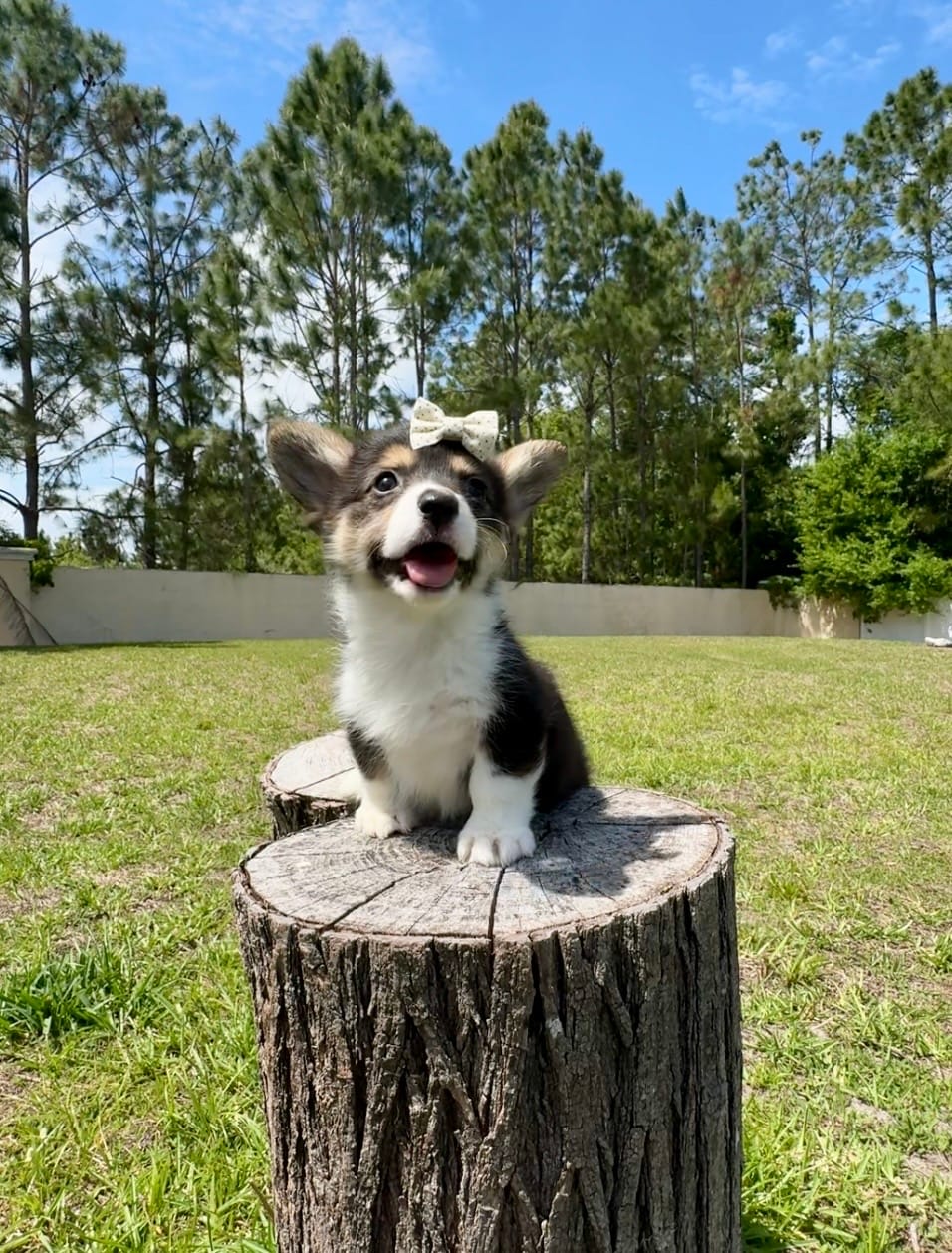 Dior – Cardigan Welsh Corgi, Pembroke Welsh Corgi puppy for sale in Orlando, FL