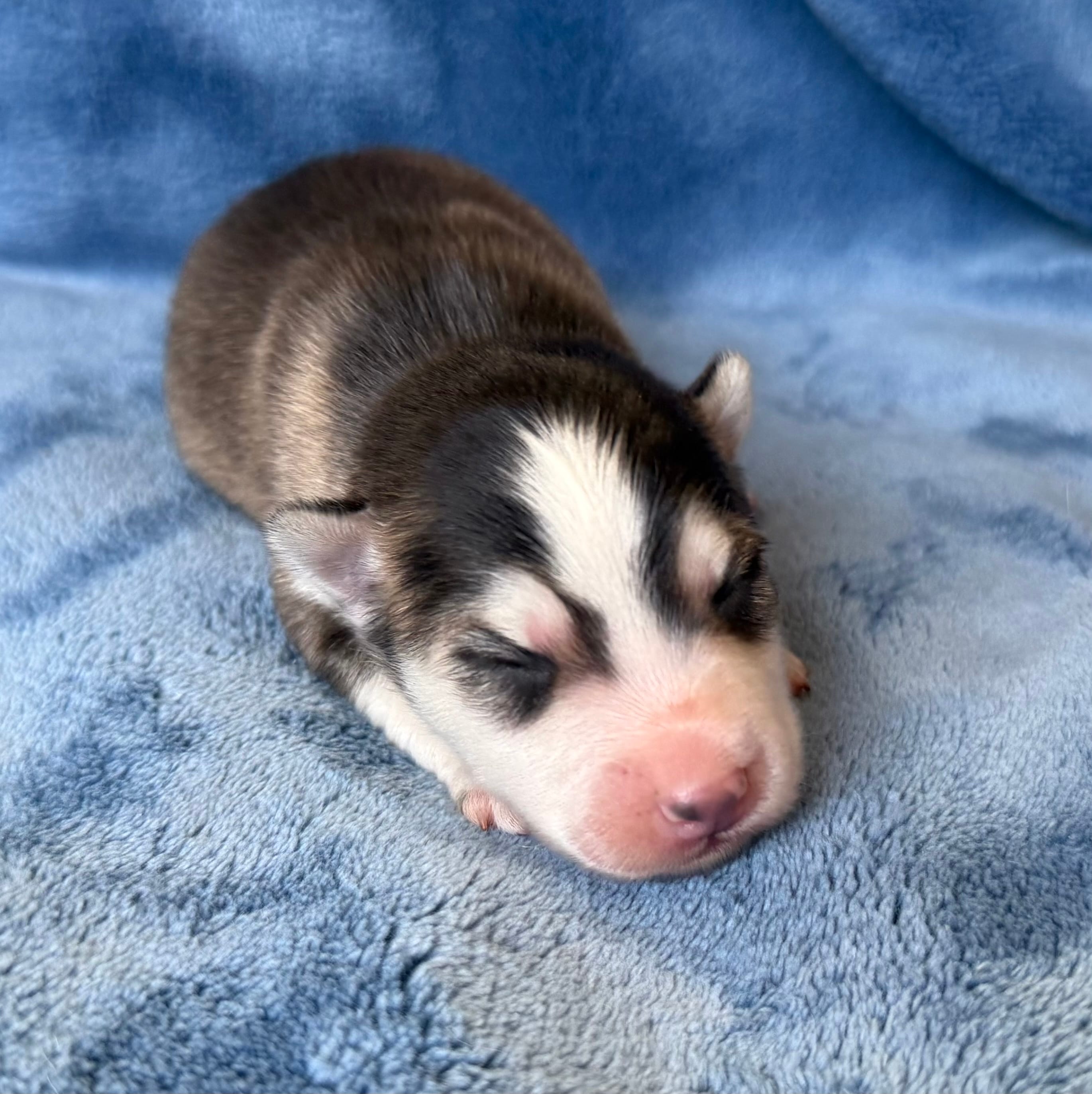 Romeo – Pomsky puppy for sale in Winchendon, MA