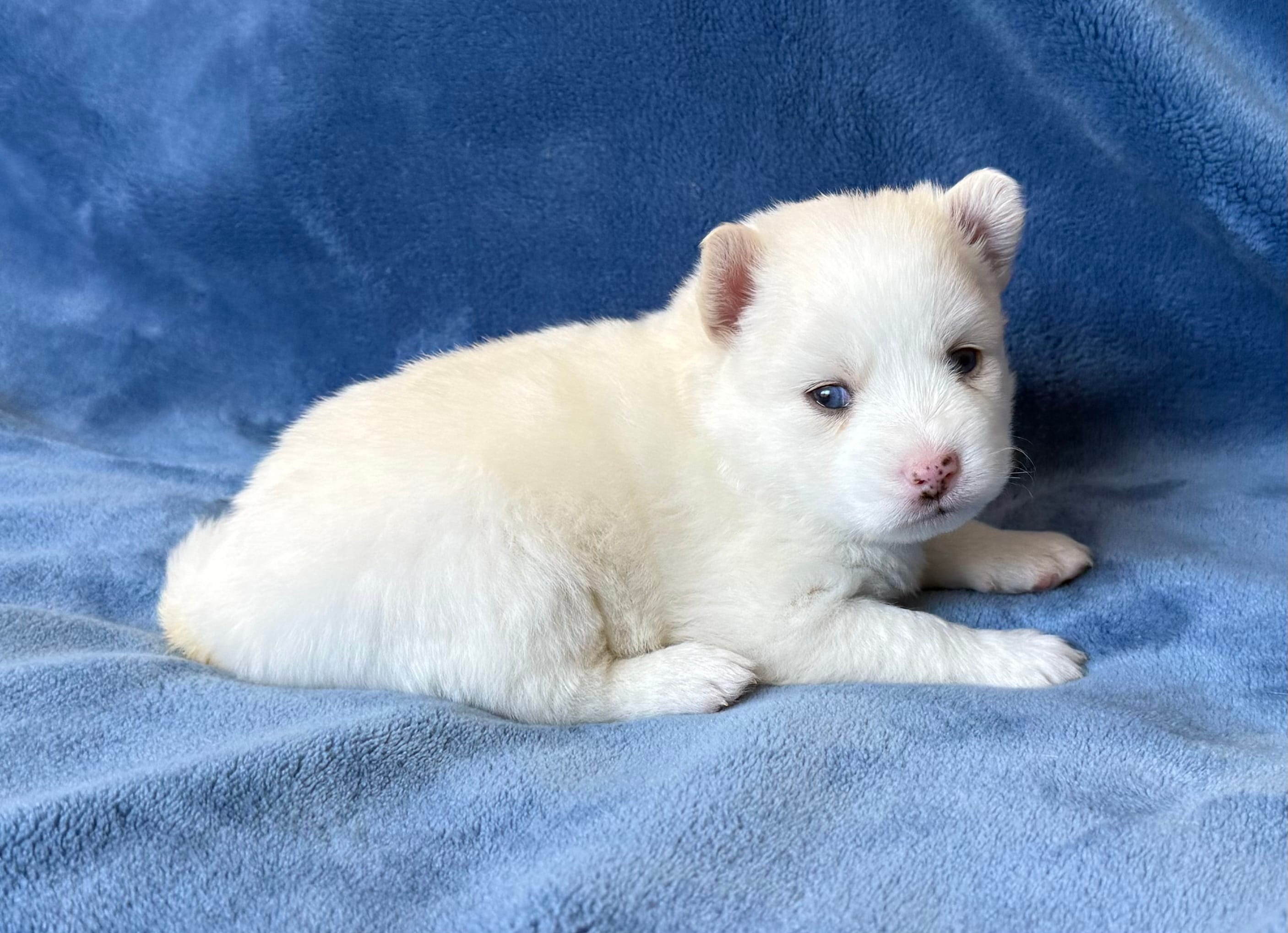 Petunia – Pomsky puppy for sale in Winchendon, MA