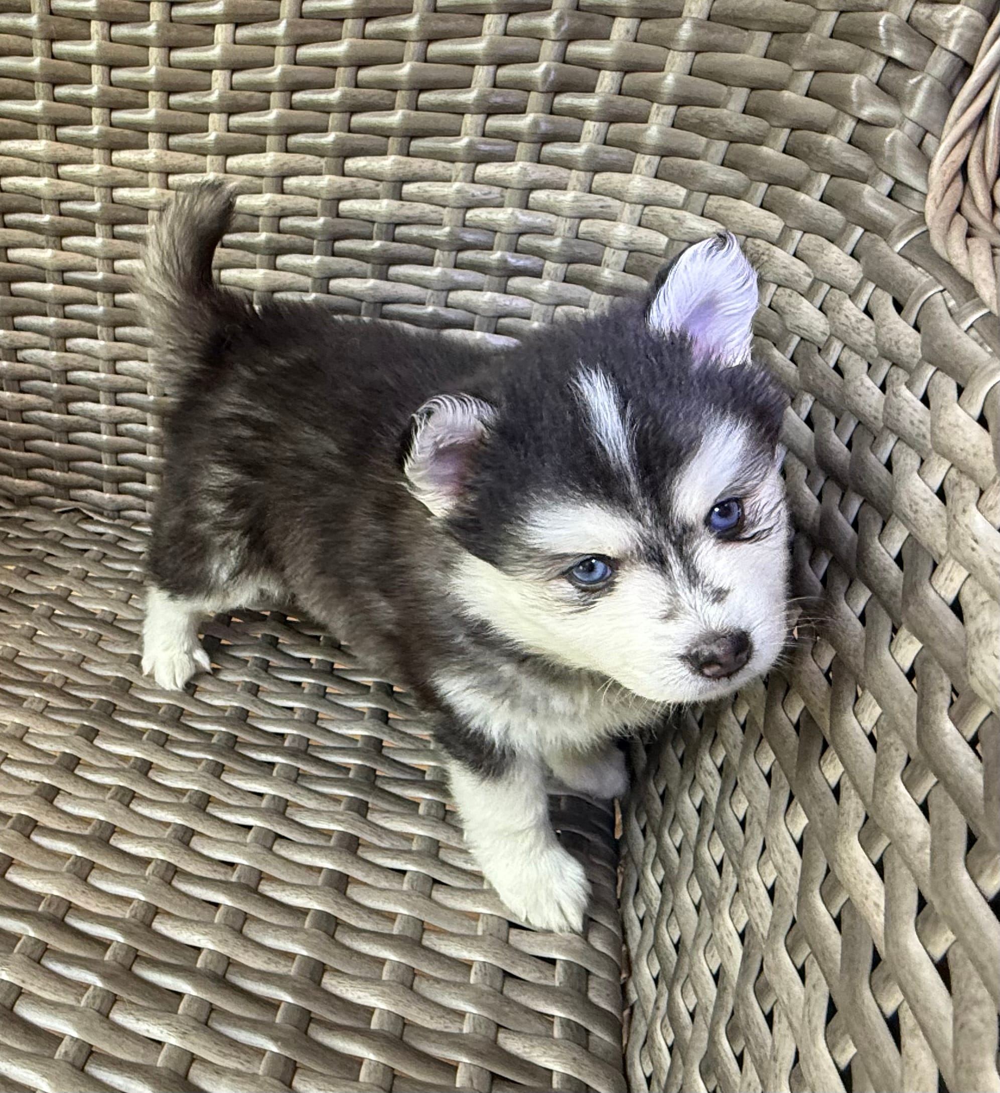 Poppy – Pomsky puppy on hold in Winchendon, MA