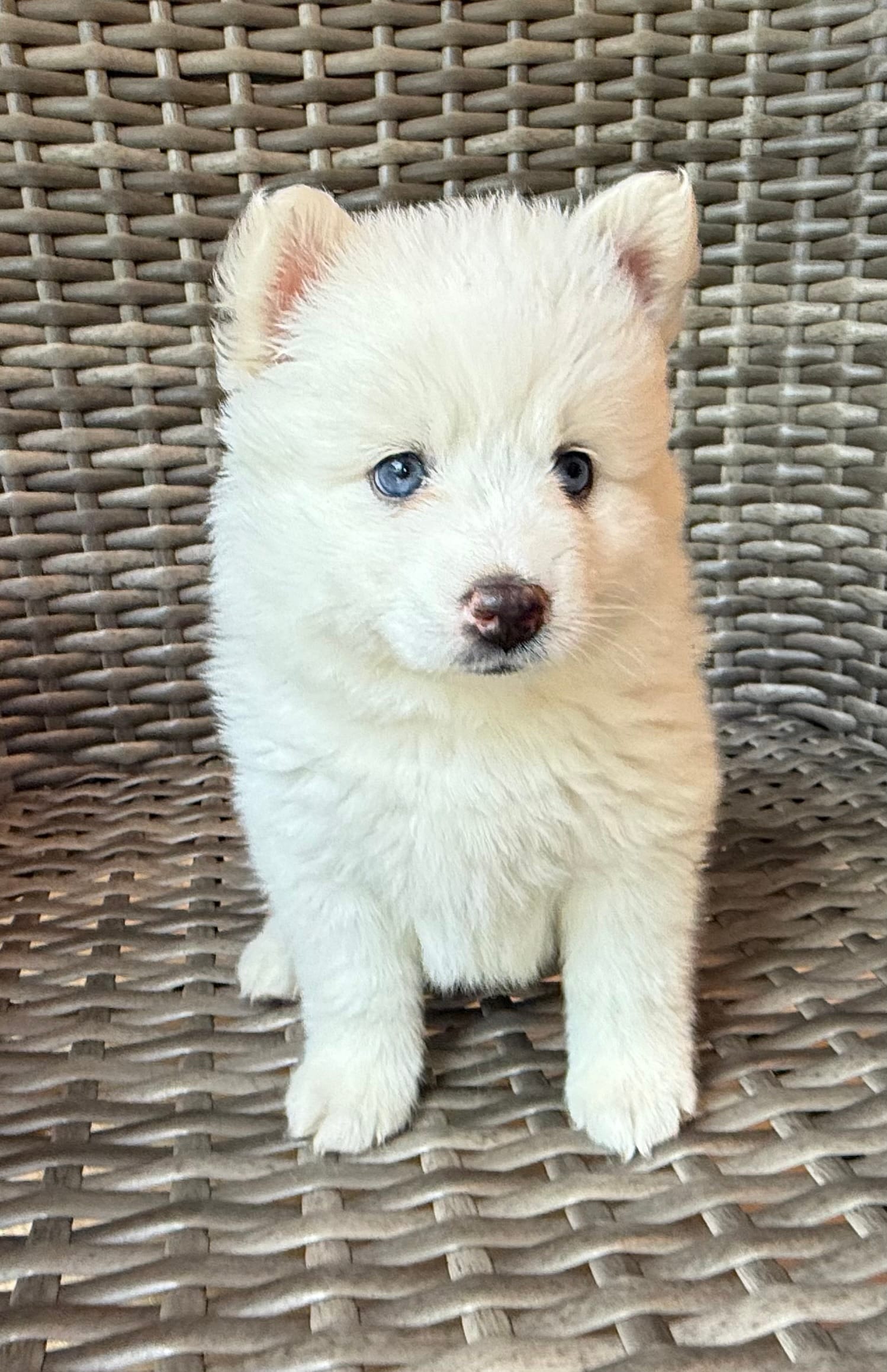 Lotus – Pomsky puppy for sale in Winchendon, MA