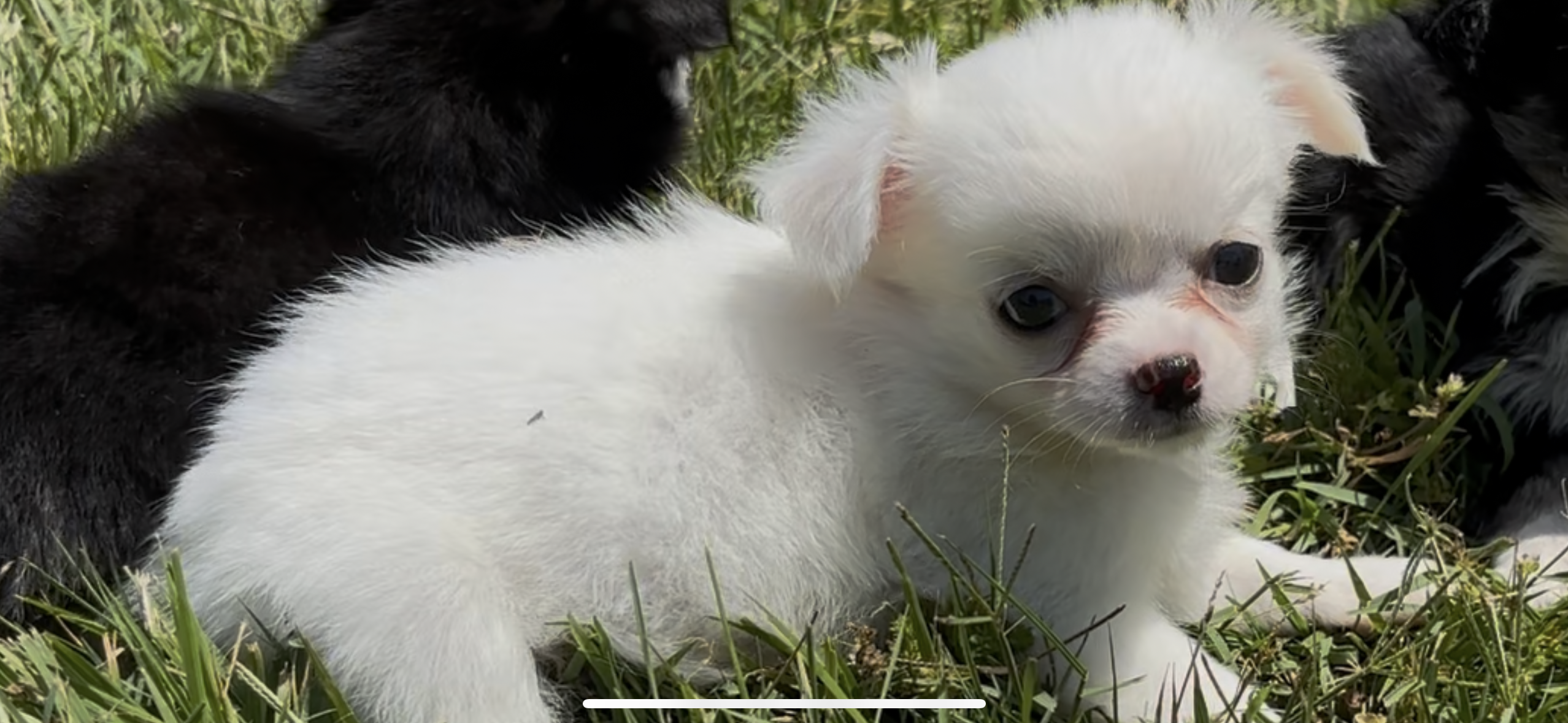Anna – Chihuahua puppy for sale in Smithfield, NC