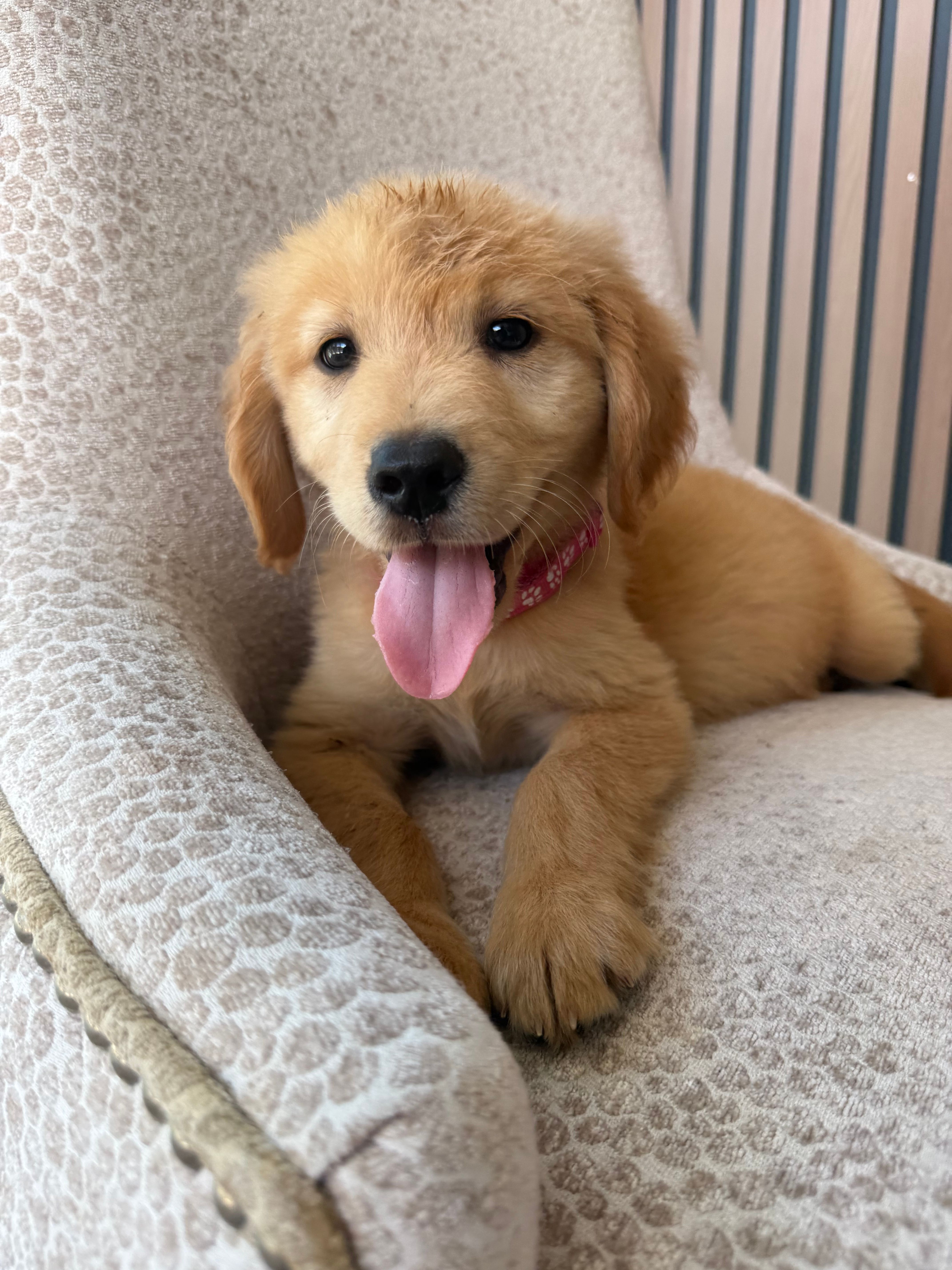  Baby  Girl – Golden Retriever puppy for sale in Costa Mesa, CA