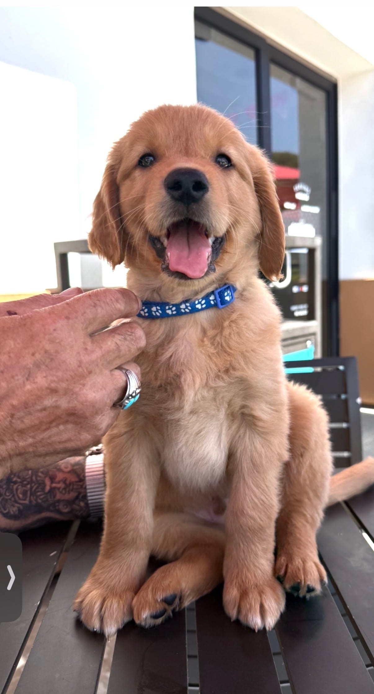Jax Boy – Golden Retriever puppy for sale in Costa Mesa, CA