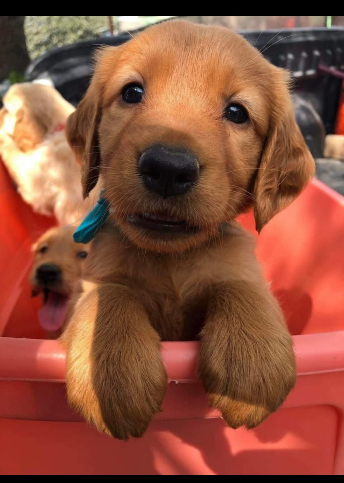 Charlie  Boy – Golden Retriever puppy for sale in Costa Mesa, CA