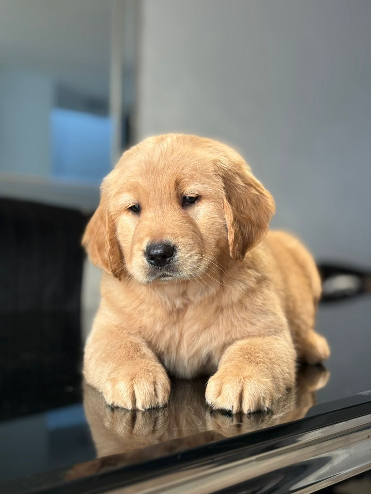 Charlie  Boy – Golden Retriever puppy for sale in Costa Mesa, CA
