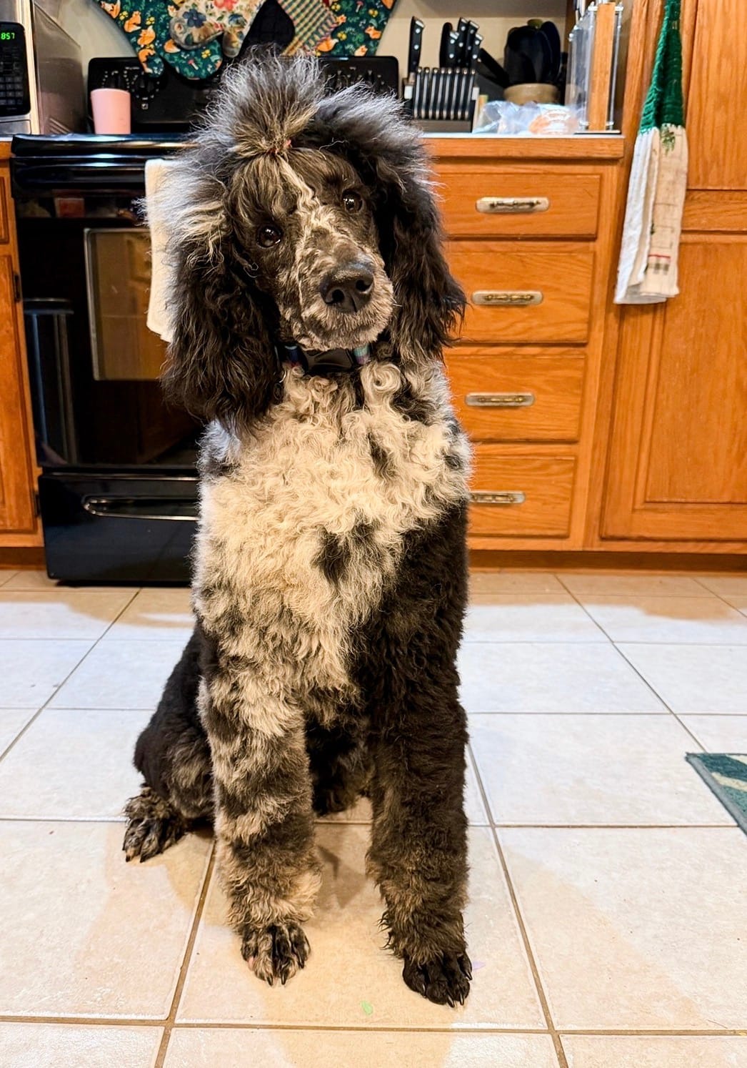 Storm AKC – Poodle - Standard  puppy for sale in Dowagiac, MI