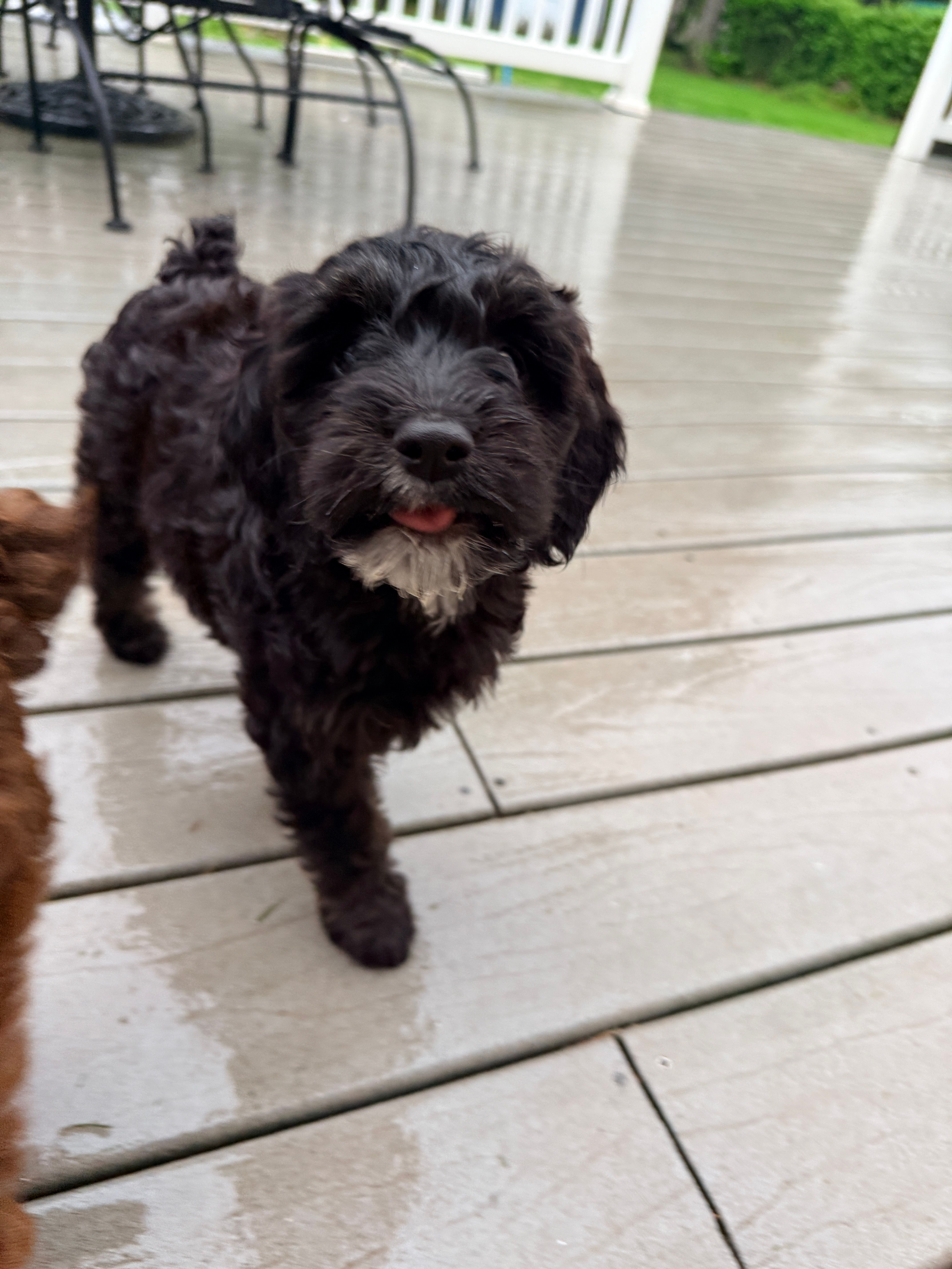 Madeline – Springer Doodle puppy for sale in Windsor, CT