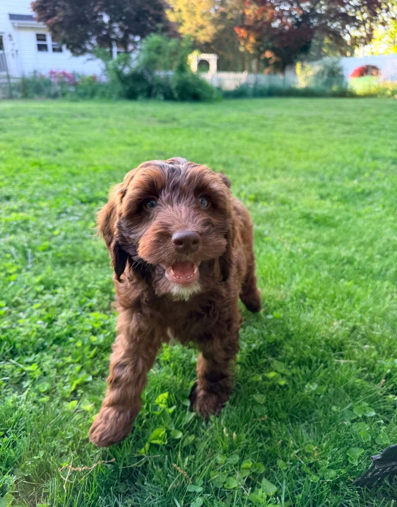 Victor – Springer Doodle puppy for sale in Windsor, CT