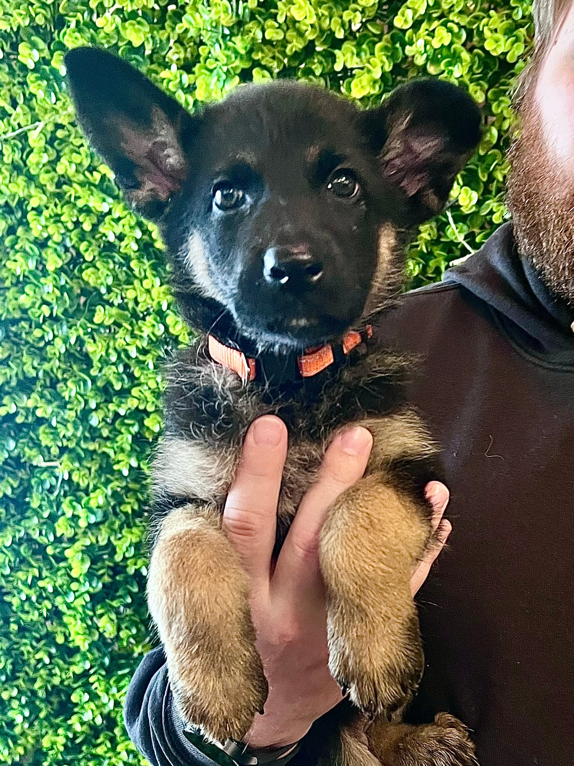 Rosie – German Shepherd Dog puppy for sale in Lake Villa, IL