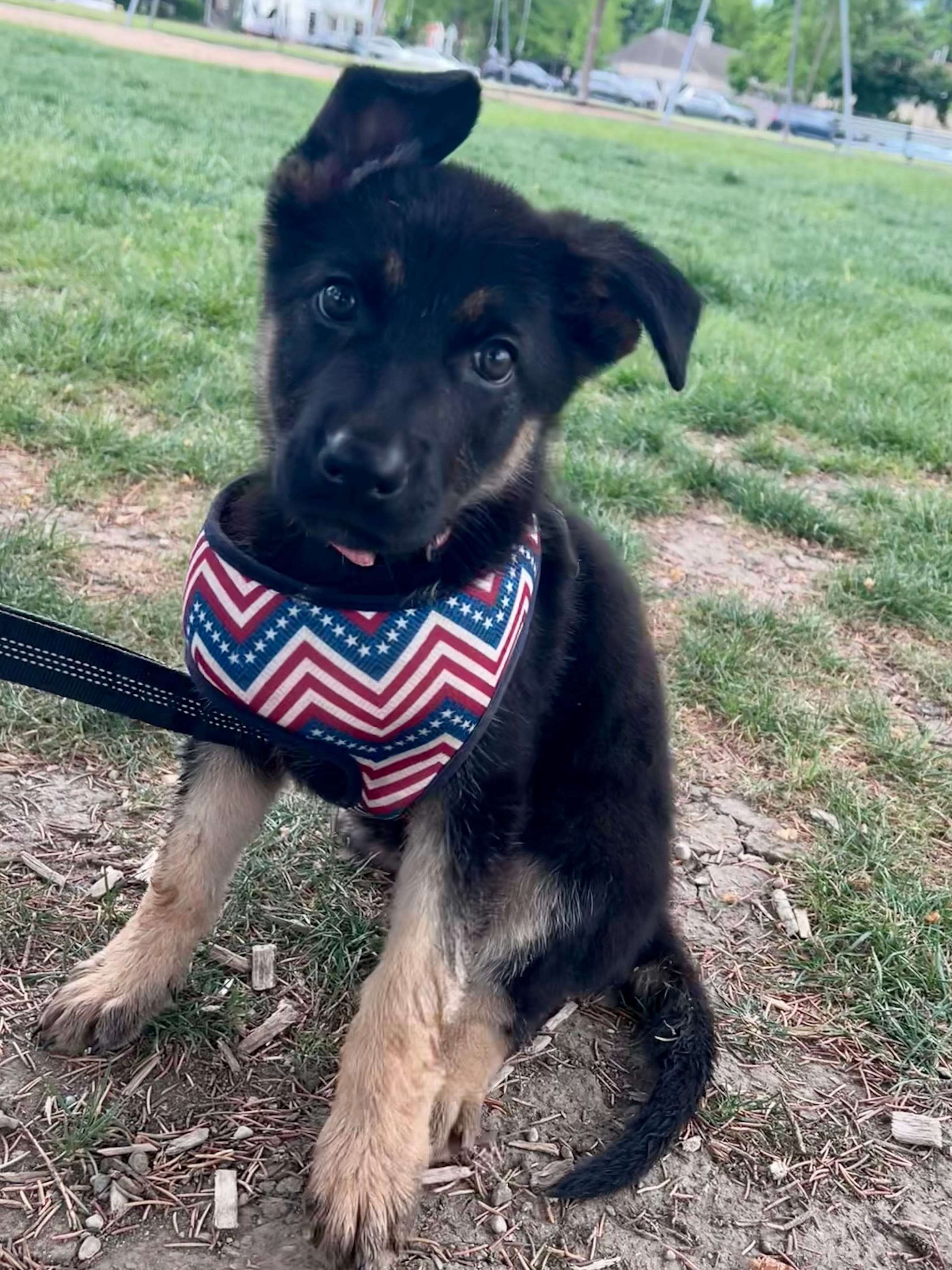 Rosie-  black and Tan – German Shepherd Dog puppy for sale in Lake Villa, IL
