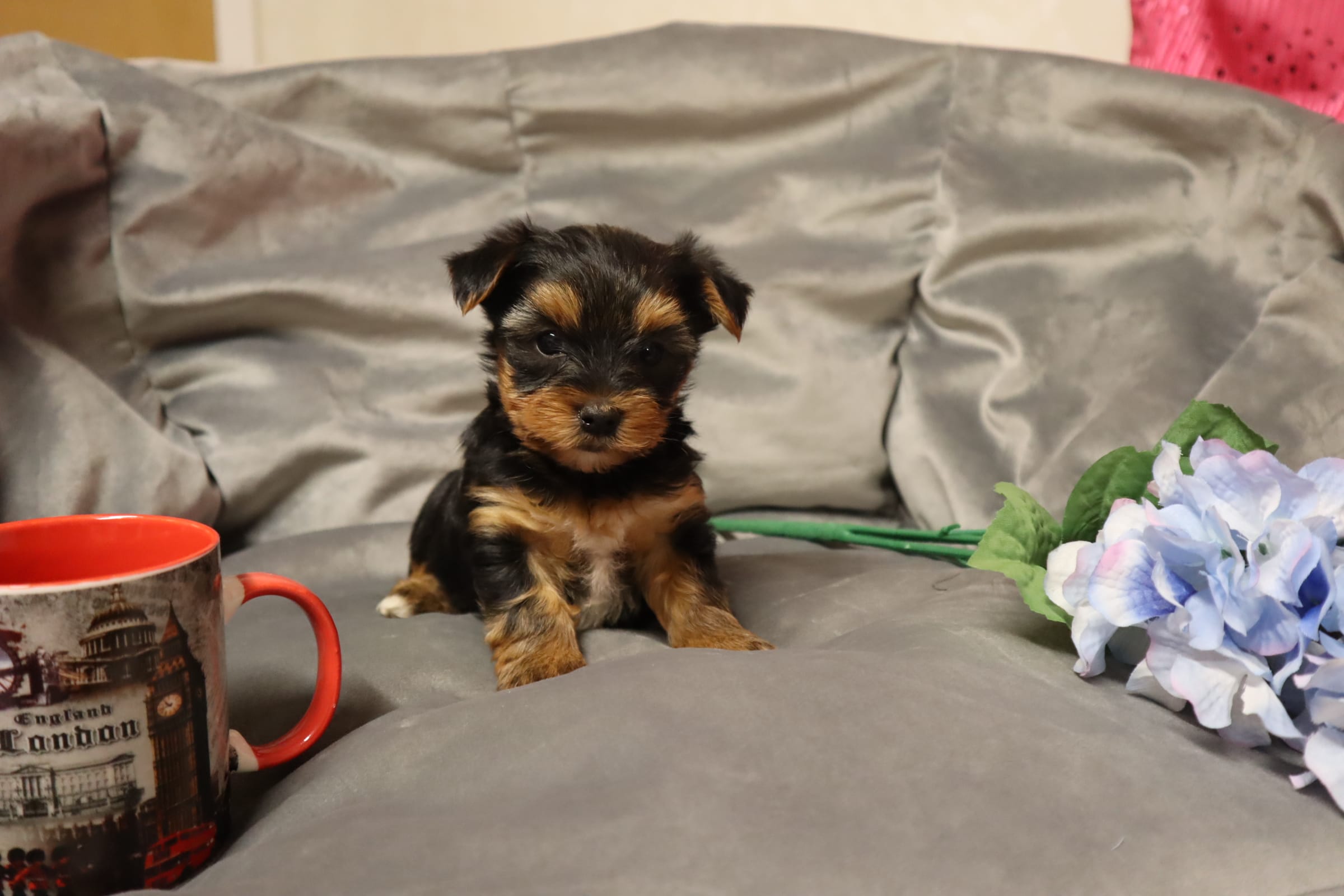 Phelps – Yorkshire Terrier puppy for sale in Oconto, WI