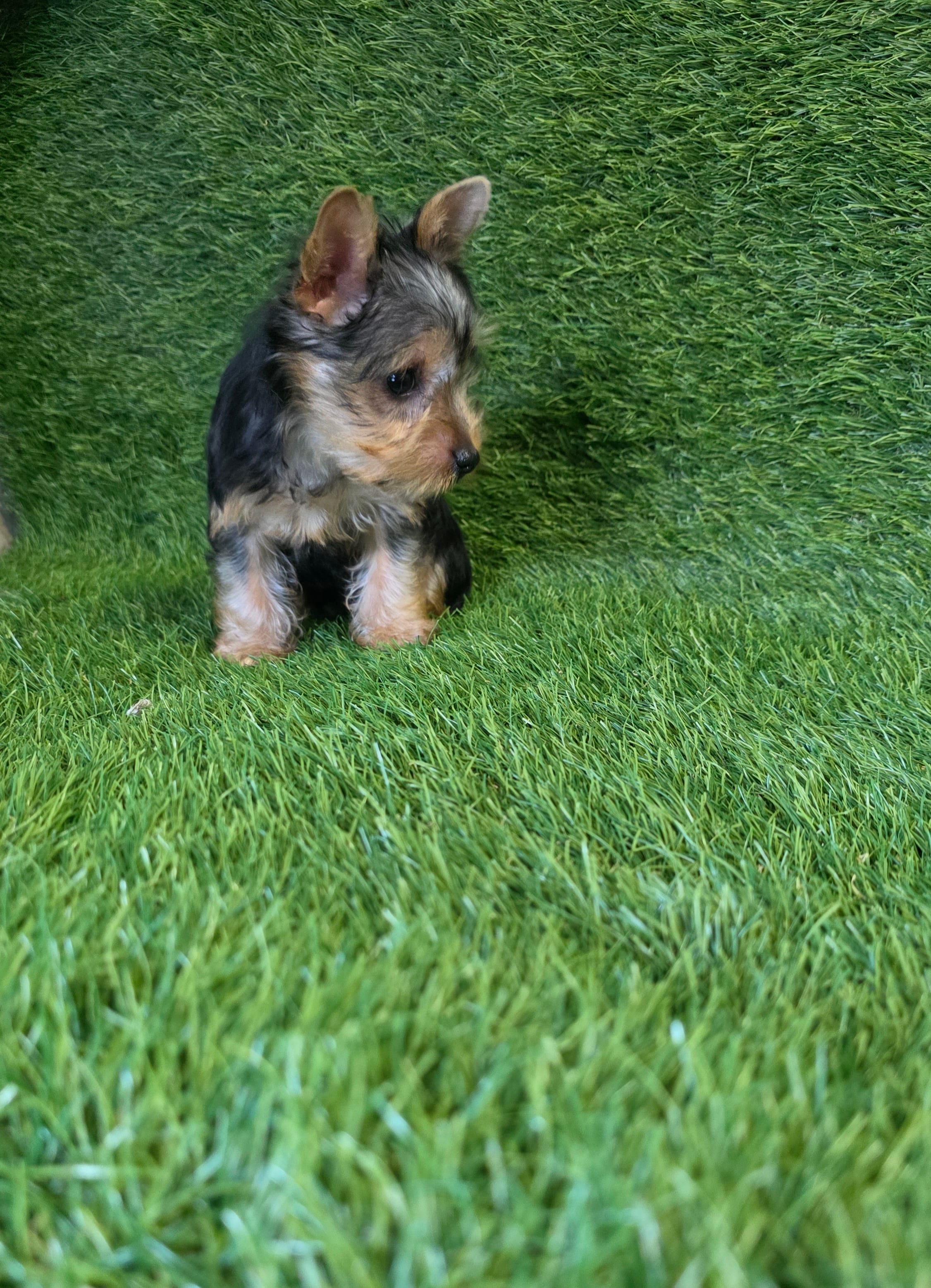 Lola – Yorkshire Terrier puppy for sale in Smithfield, NC