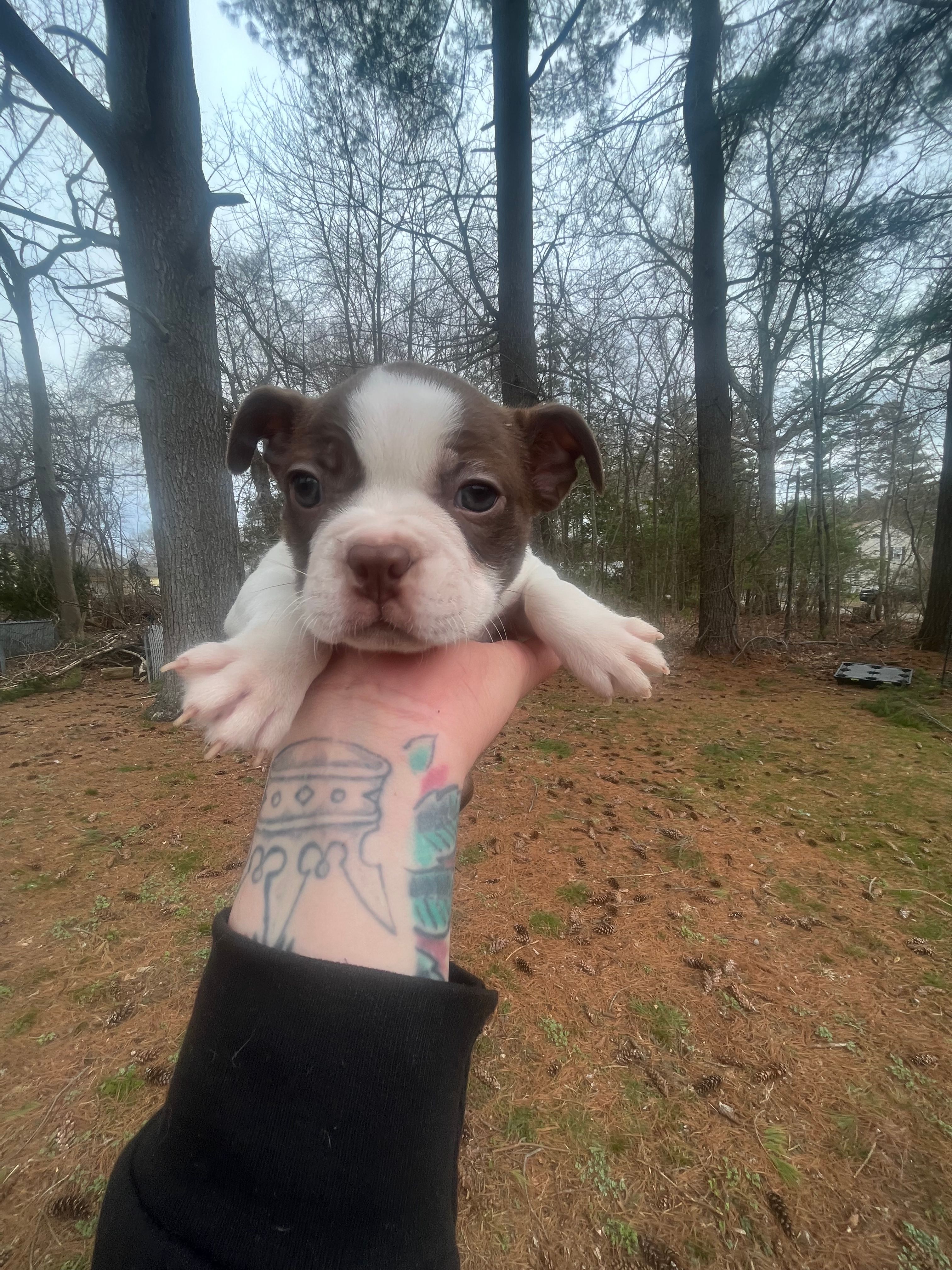 Hank – Boston Terrier puppy for sale in Coventry, RI