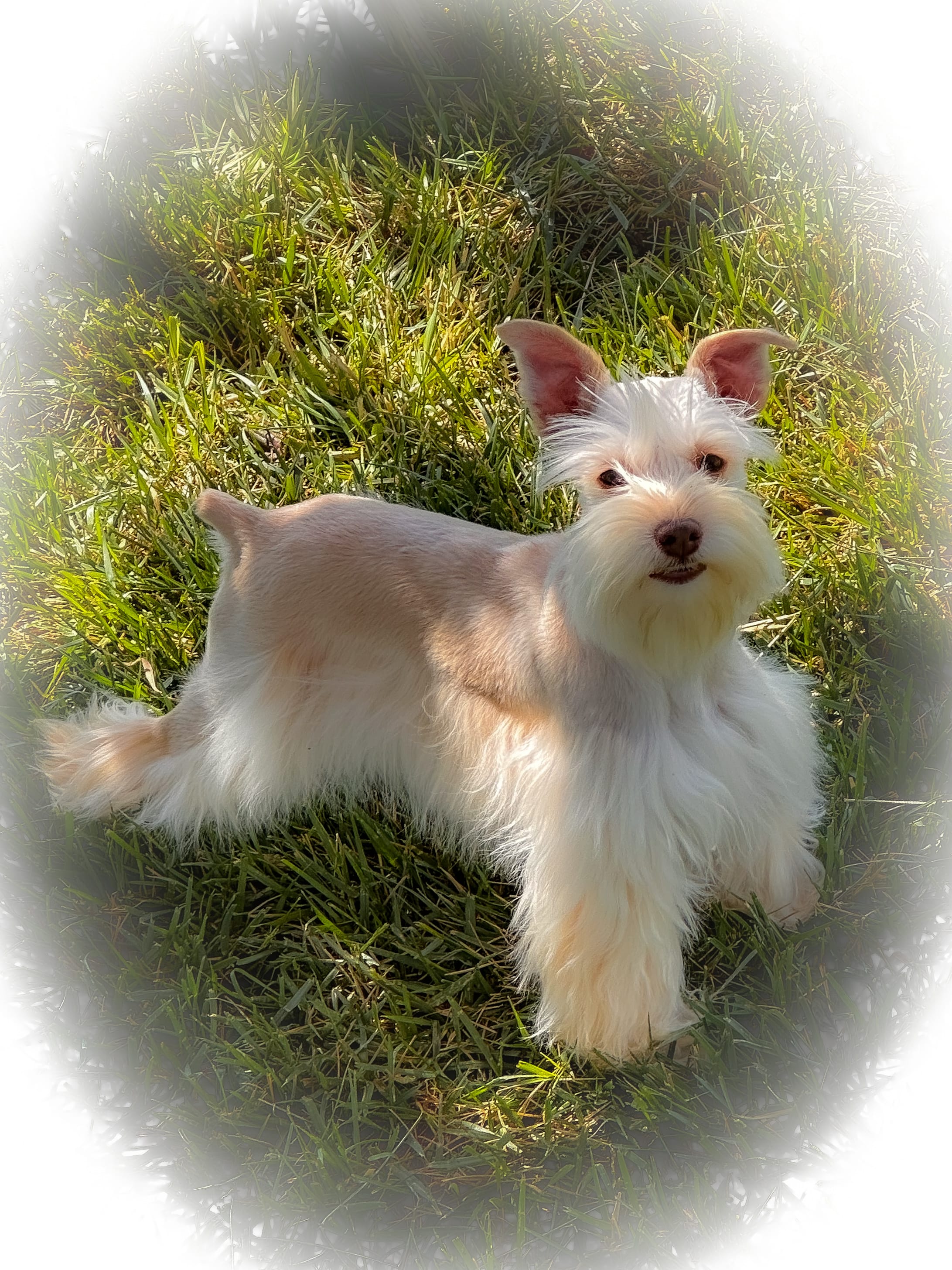 Wiggles- Tiny Wheaten – Miniature Schnauzer puppy for sale in Tremonton, UT
