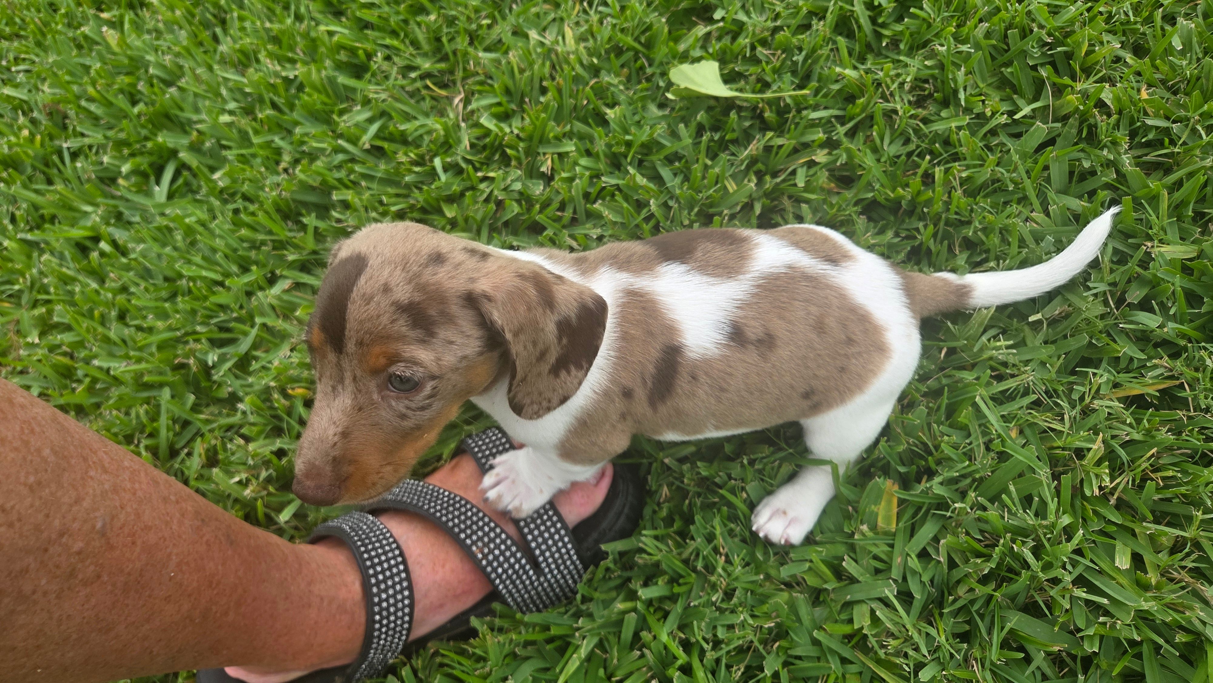 Flash – Miniature Dachshund puppy for sale in Burleson, TX
