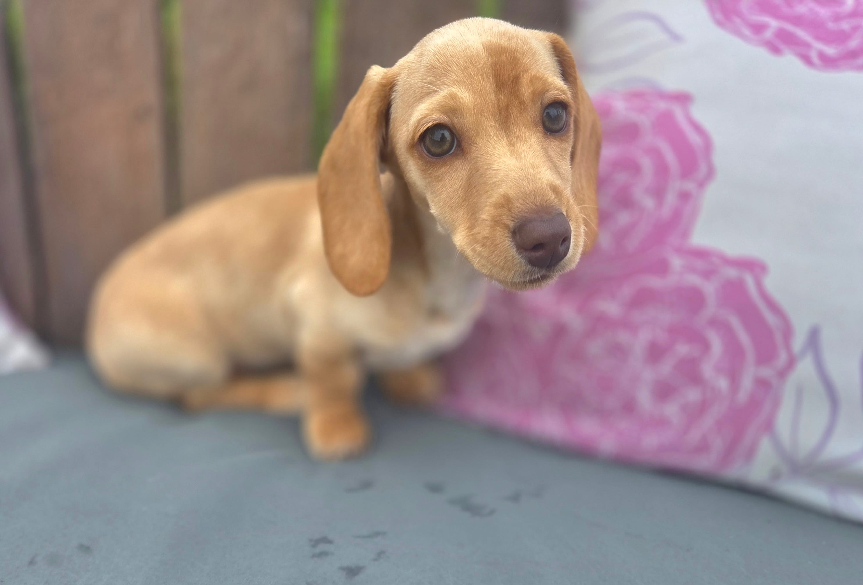 Stella Blonde – Miniature Dachshund puppy for sale in Burleson, TX