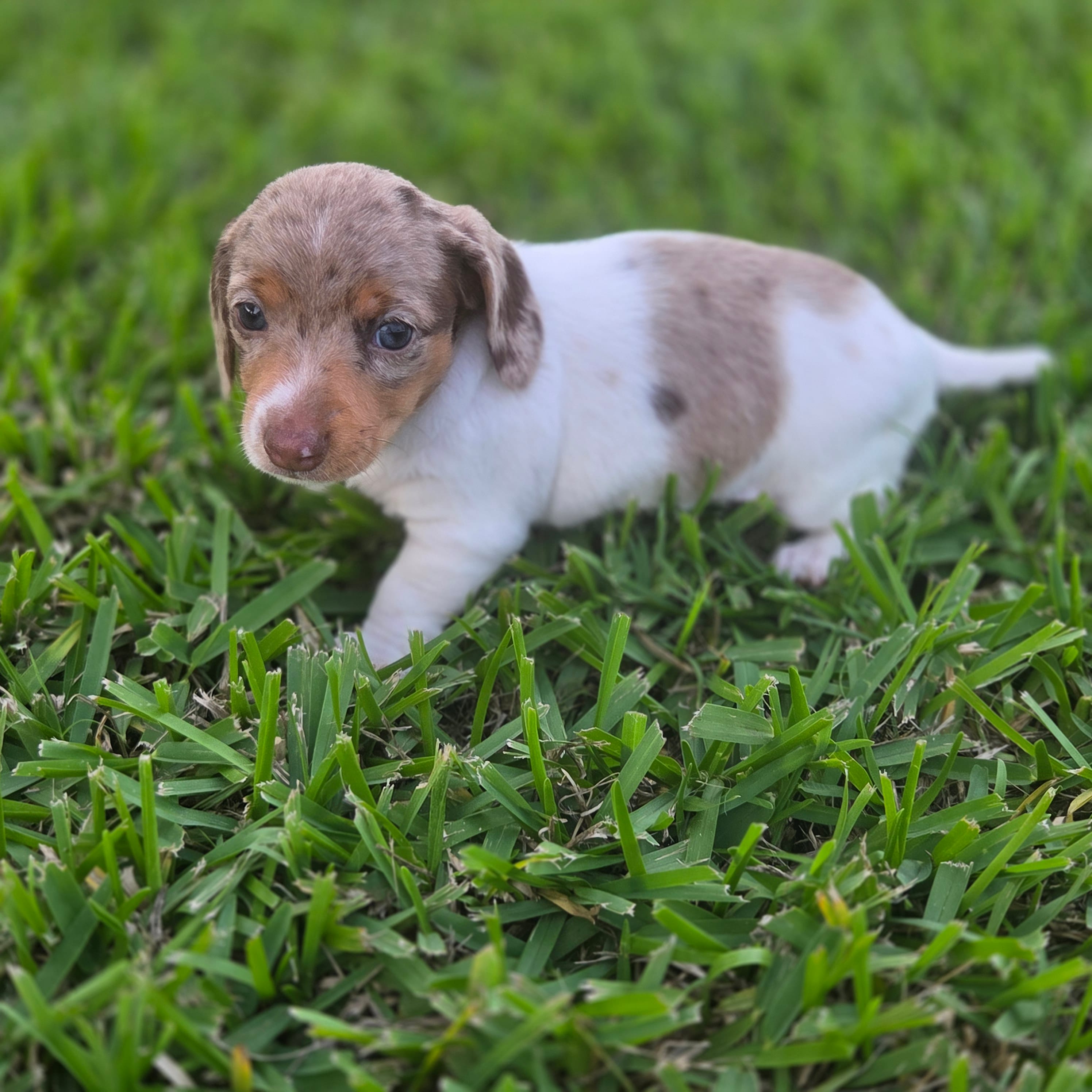 Pearl – Miniature Dachshund puppy for sale in Burleson, TX