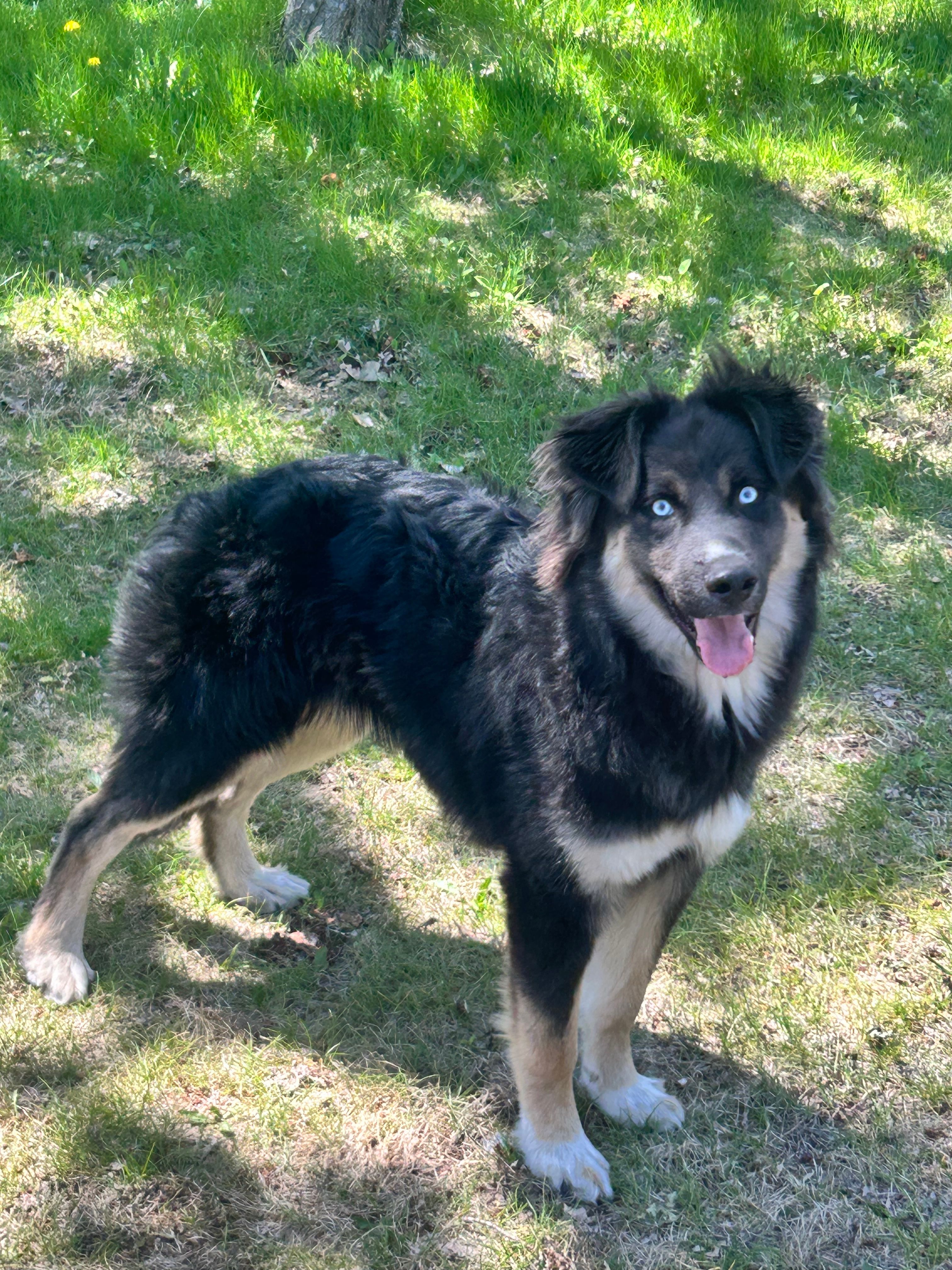 Max – German Shepherd Dog puppy for sale in Long Prairie, MN
