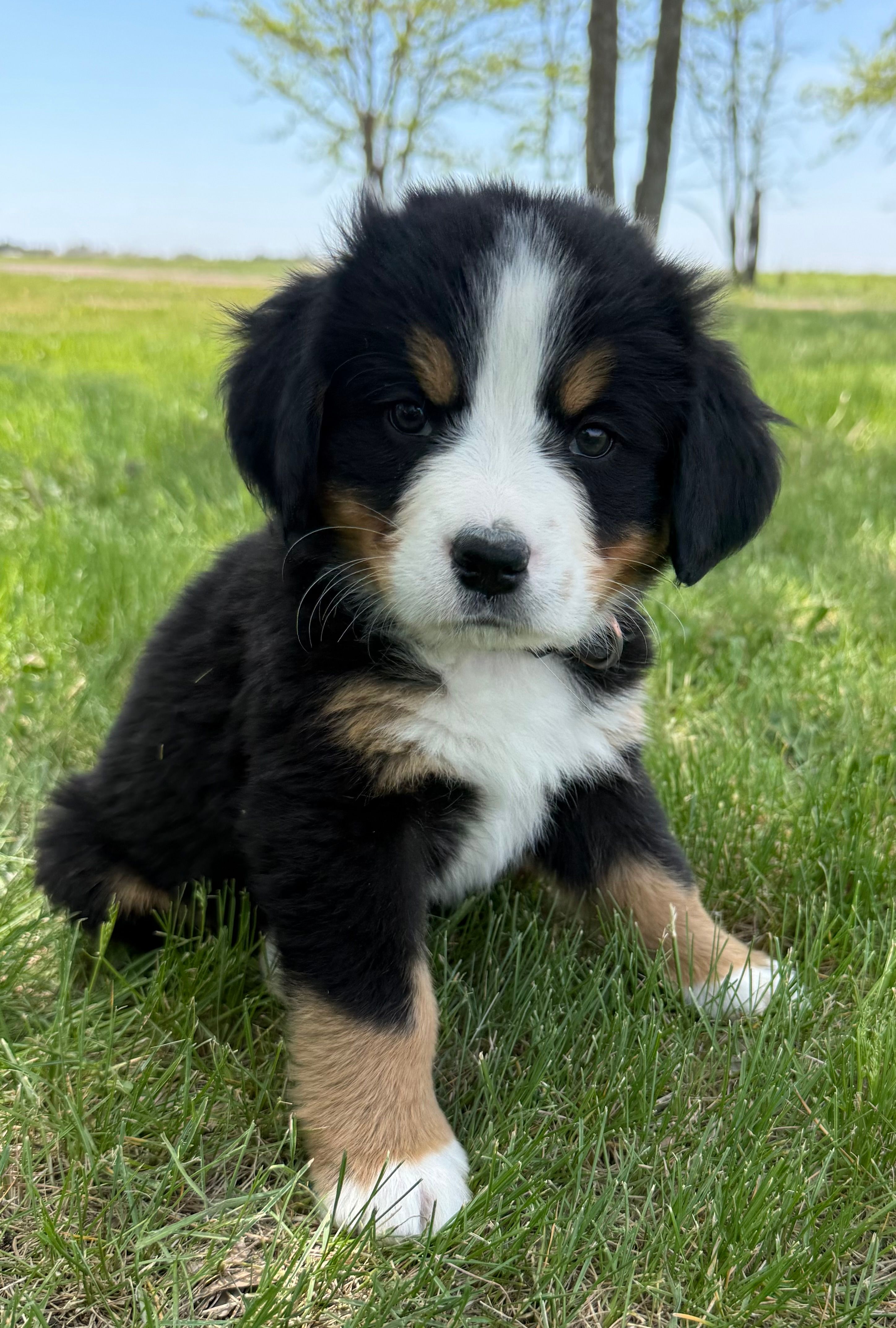 Bunny – Bernese Mountain Dog puppy for sale in Stickney, SD