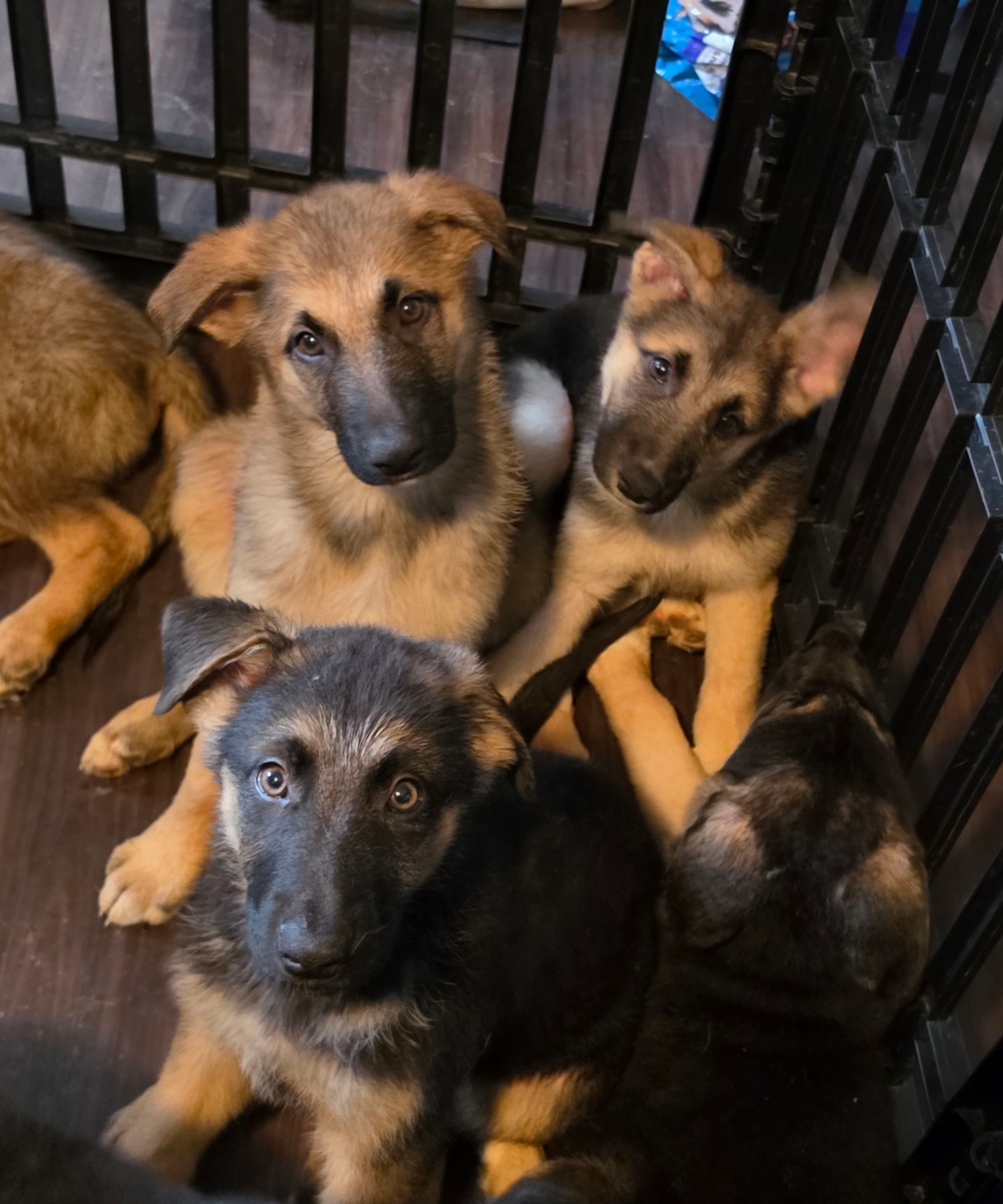 Baby boy 3, a male German Shepherd Dog and Norwegian Elkhound for sale in Canton, OH – Photo 2 of 3