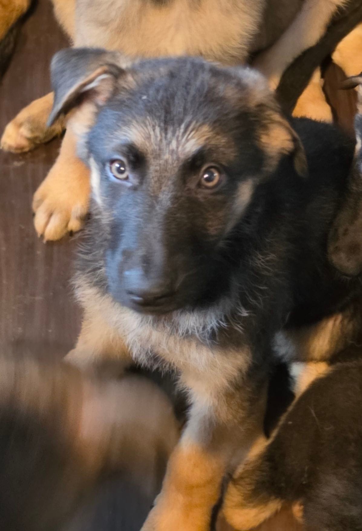 Baby boy 3 – German Shepherd Dog, Norwegian Elkhound puppy for sale in Canton, OH
