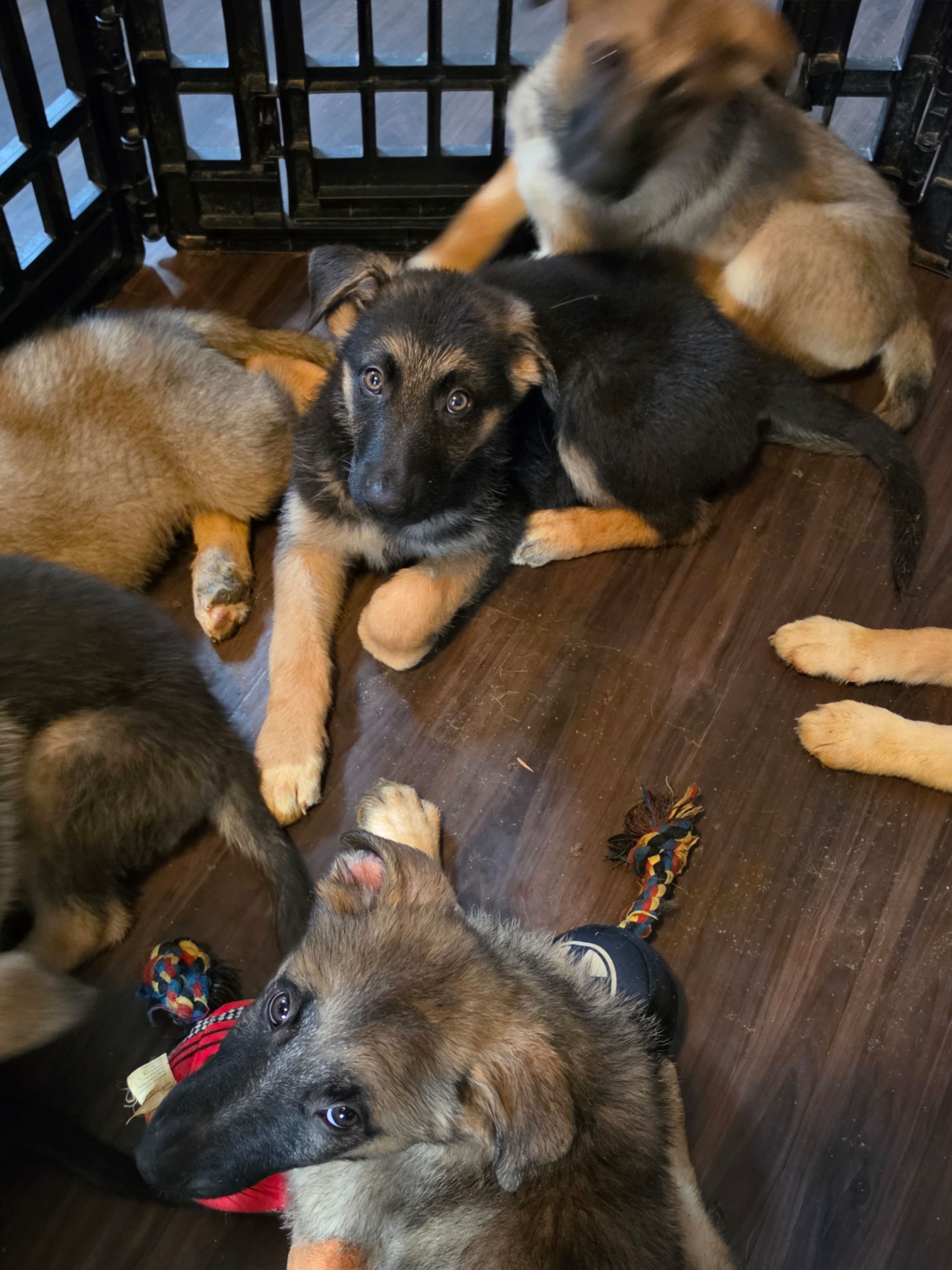 Baby boy 3, a male German Shepherd Dog and Norwegian Elkhound for sale in Canton, OH – Photo 3 of 3
