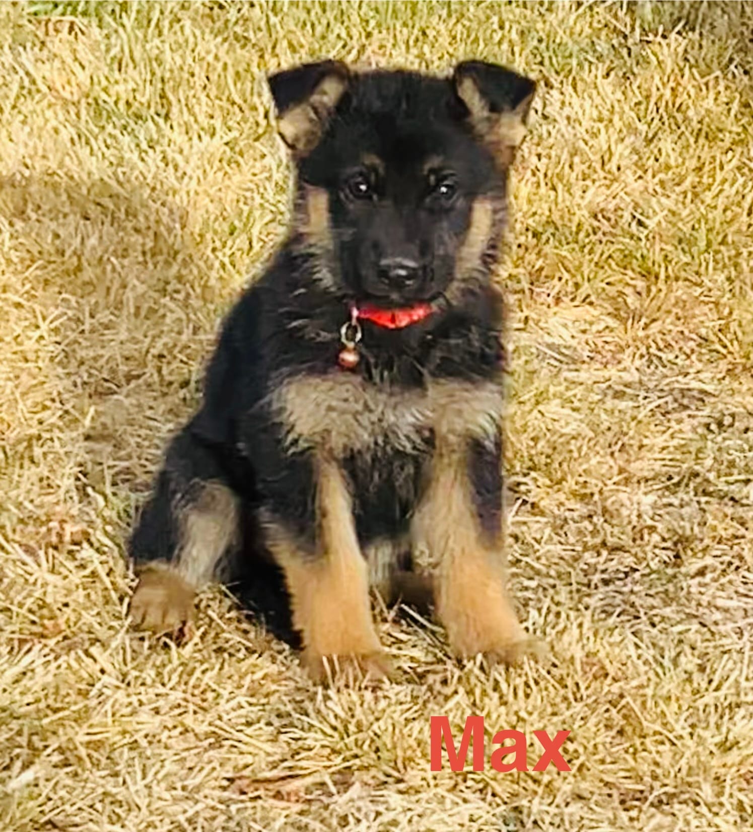 Sibling  – German Shepherd Dog puppy for sale in Alamosa, CO