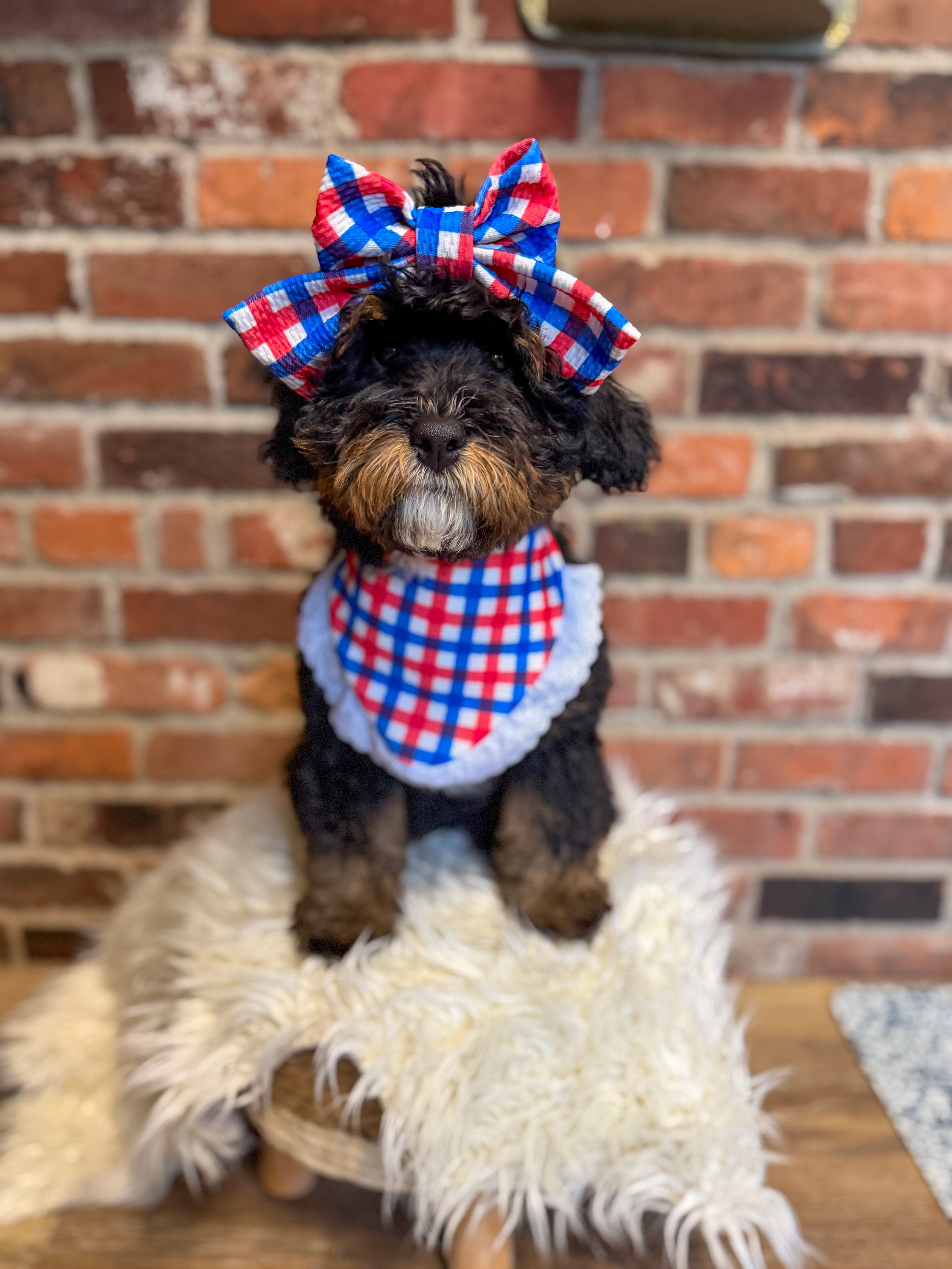 Ruby – Miniature Bernedoodle, Miniature Aussiedoodle puppy for sale in Snohomish, WA