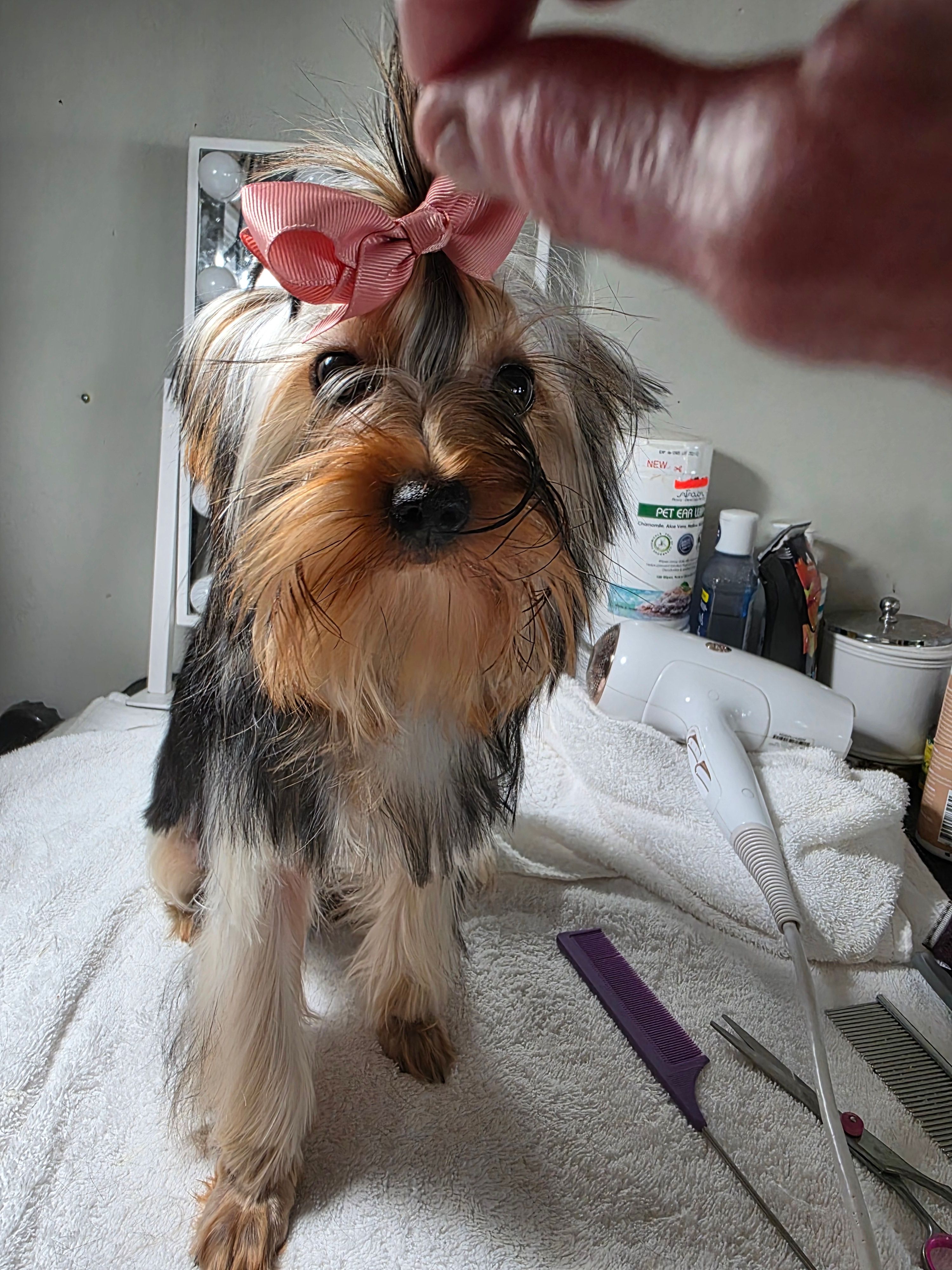 Jazmine – Yorkshire Terrier puppy for sale in Reidsville, GA