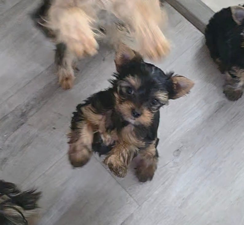 Little Bear – Yorkshire Terrier puppy for sale in Reidsville, GA