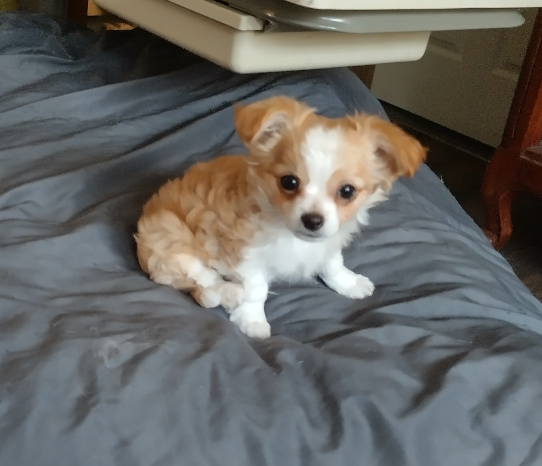 Curly  – Chihuahua puppy for sale in Milton, NH