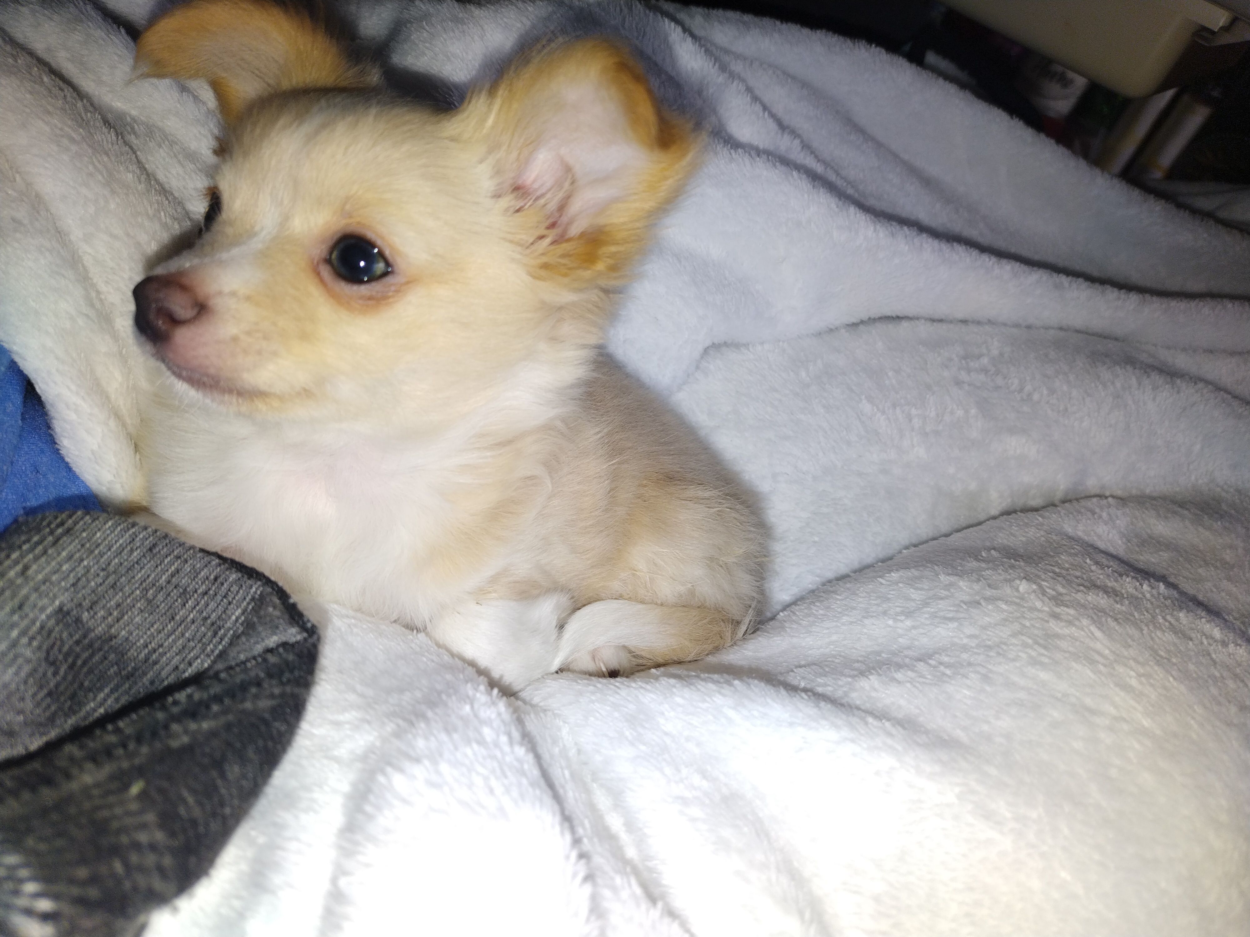 Moe – Chihuahua puppy for sale in Milton, NH