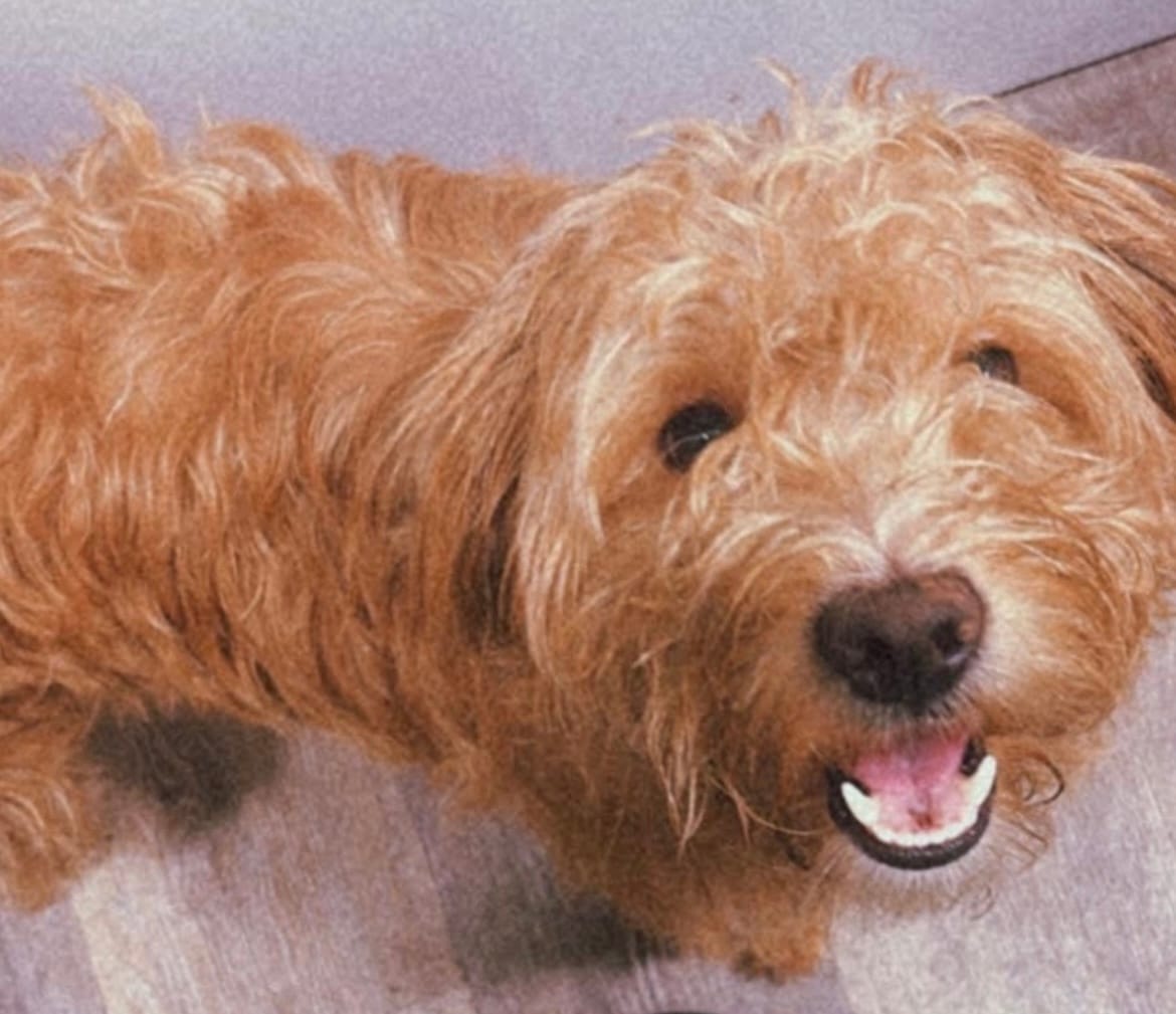 Honey – Miniature Goldendoodle puppy for sale in Groton, NY