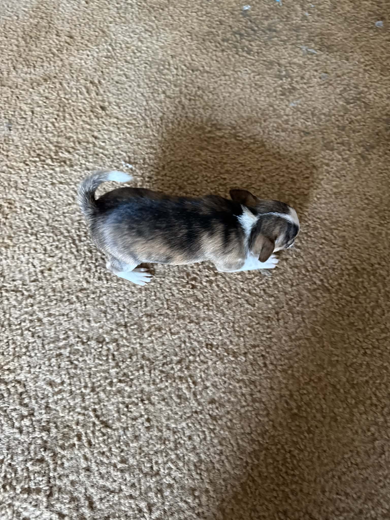 Chihuahua Susie Q – Chihuahua puppy for sale in Mount Carmel, IL