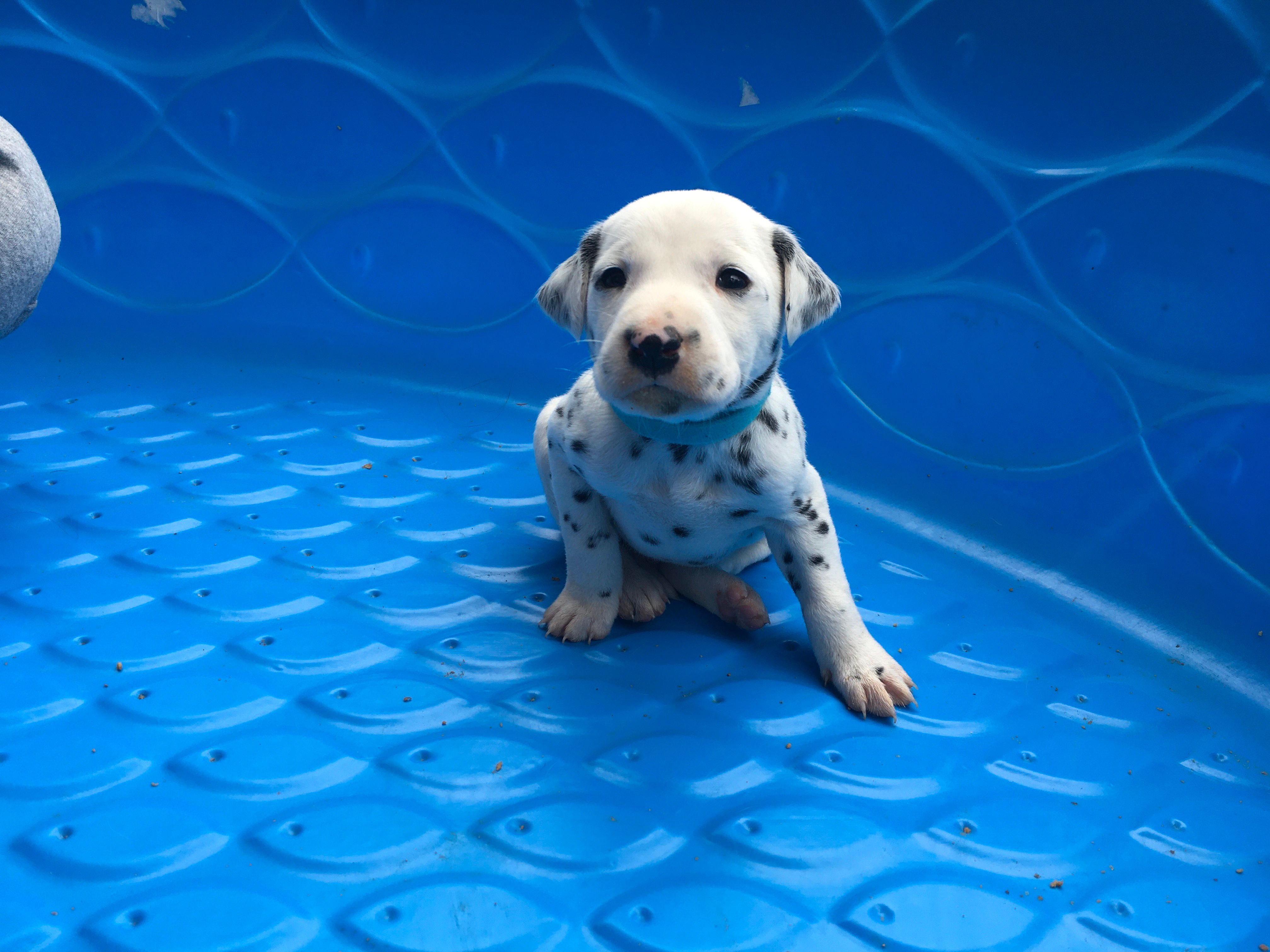 Duke Caboom – Dalmatian puppy for sale in Concord, NC