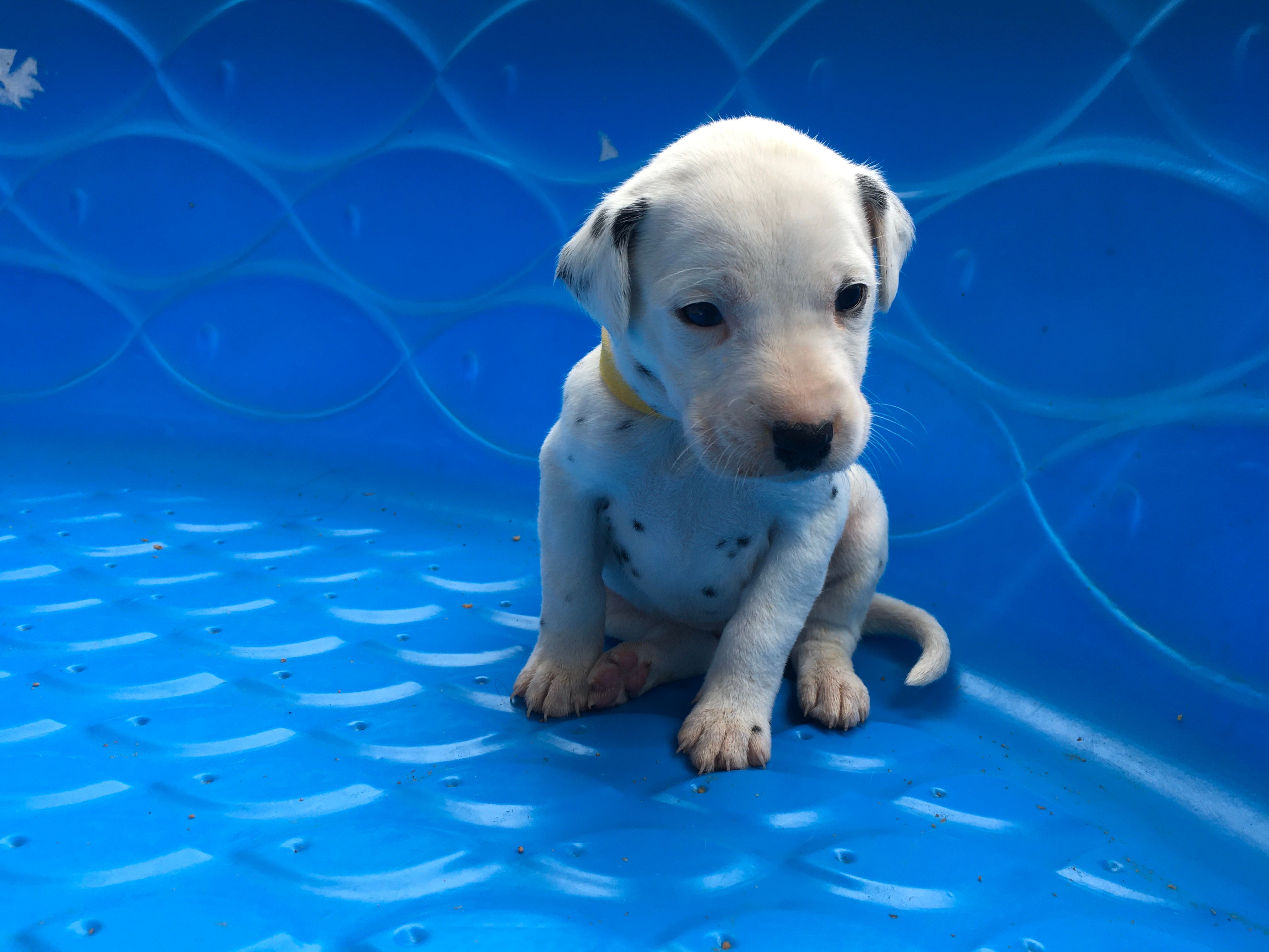 Bonnie – Dalmatian puppy for sale in Concord, NC