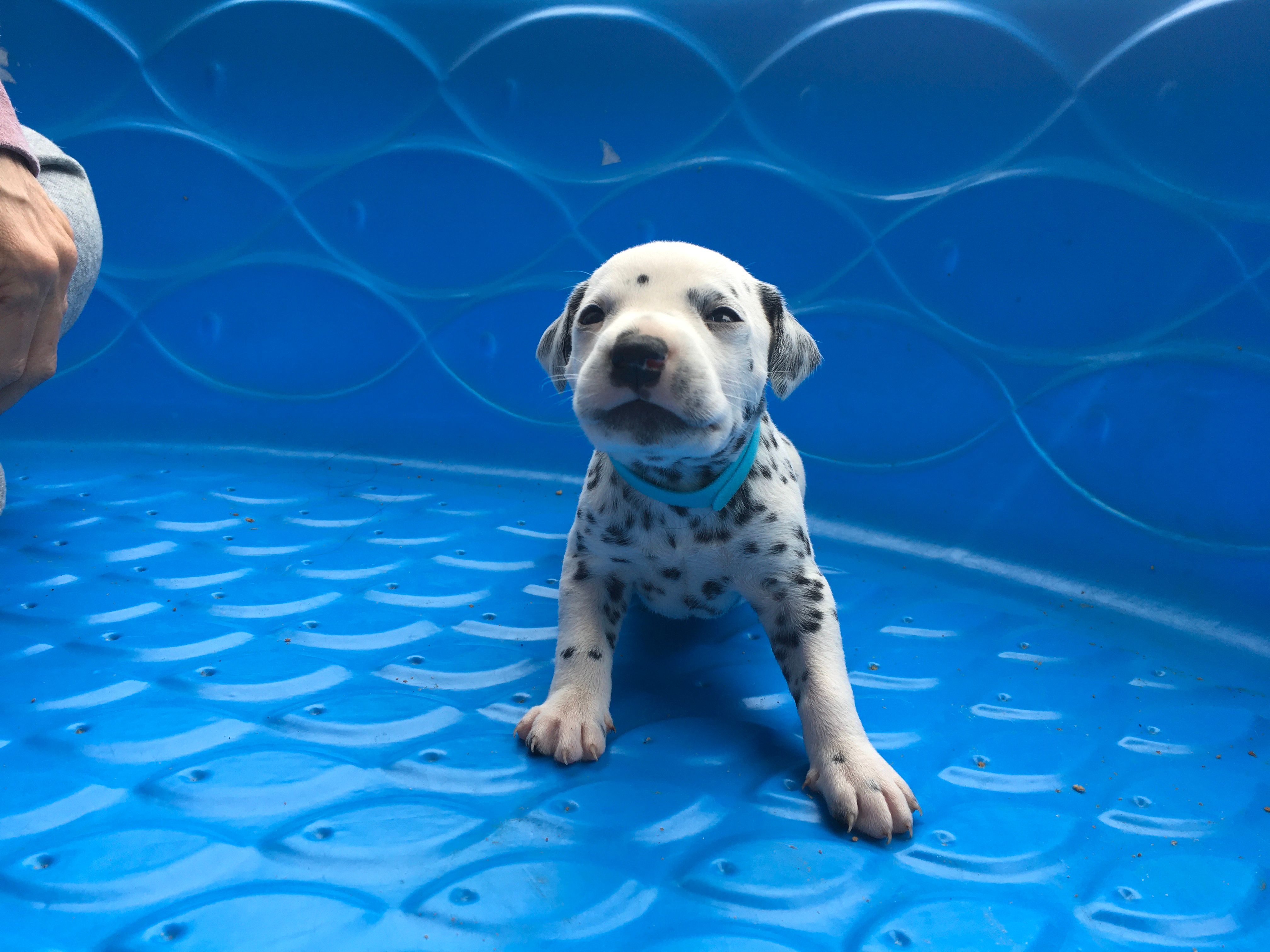 Darth Vader – Dalmatian puppy for sale in Concord, NC