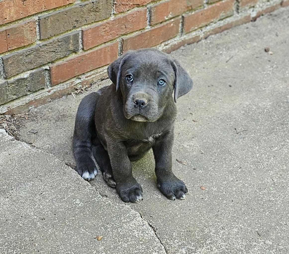 Diesel – Cane Corso puppy for sale in Birmingham, AL