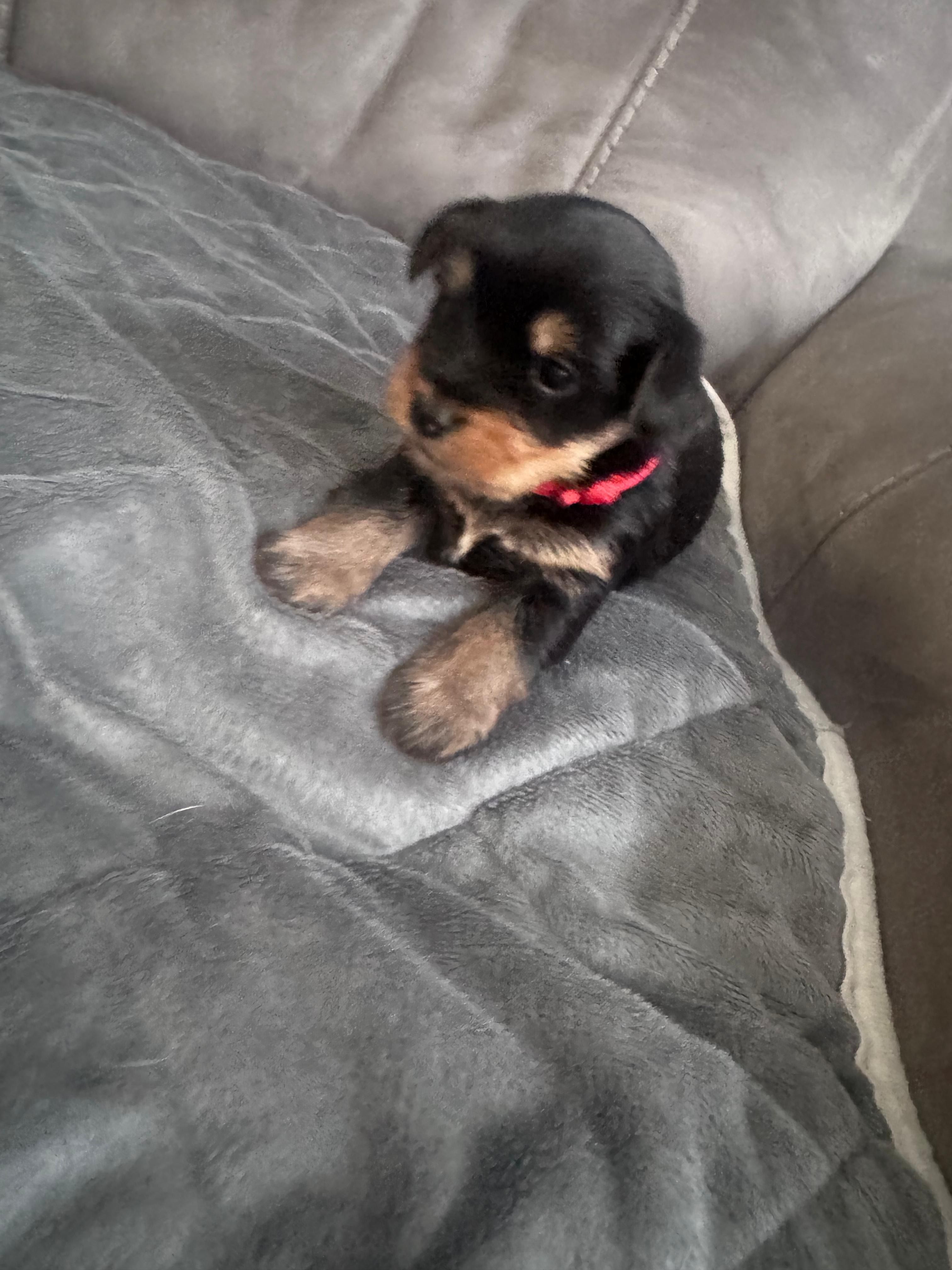 Puppy Green – Yorkshire Terrier puppy for sale in Miami, FL