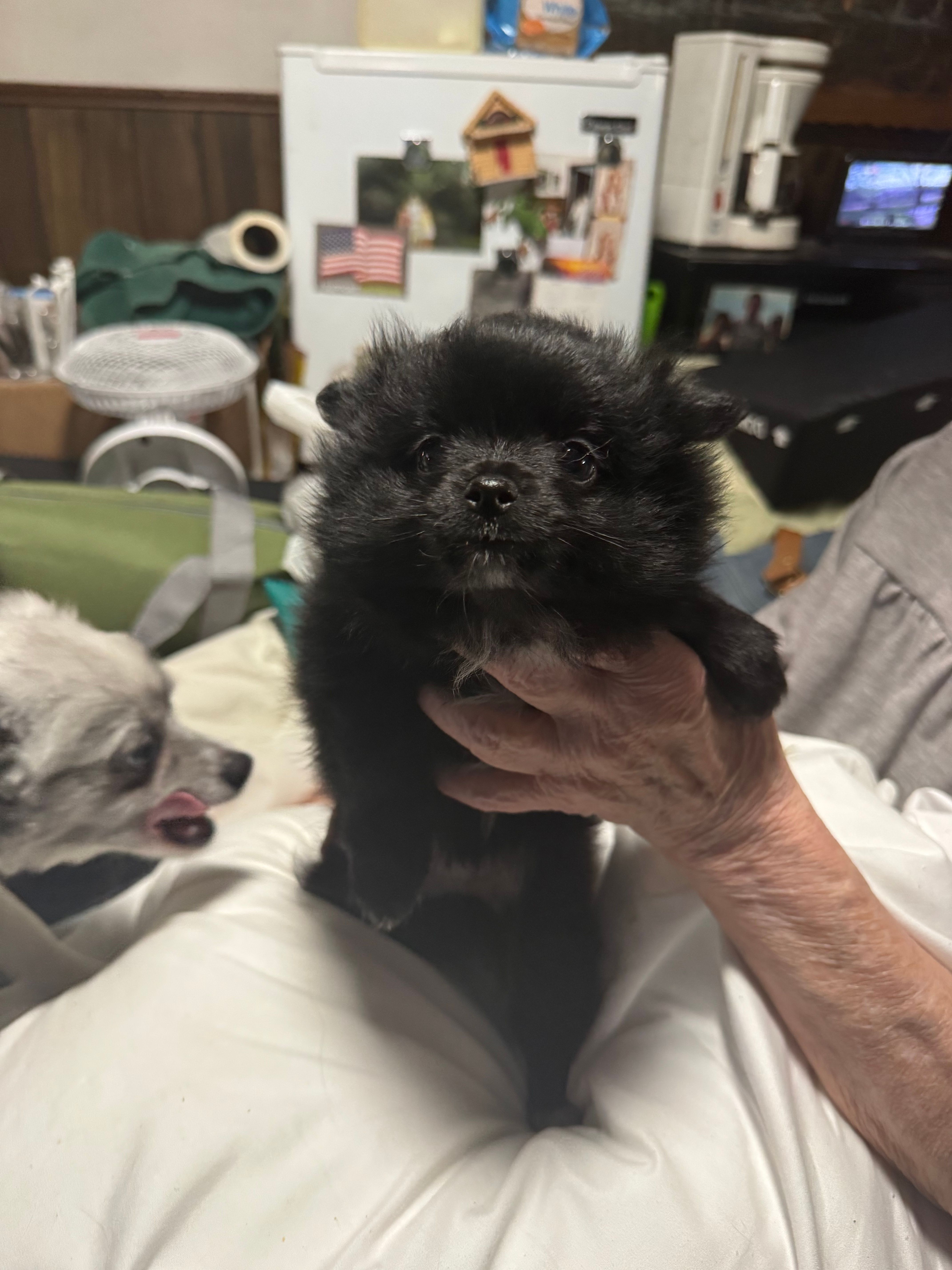 Little brother – Pomeranian puppy for sale in Bowling Green, KY