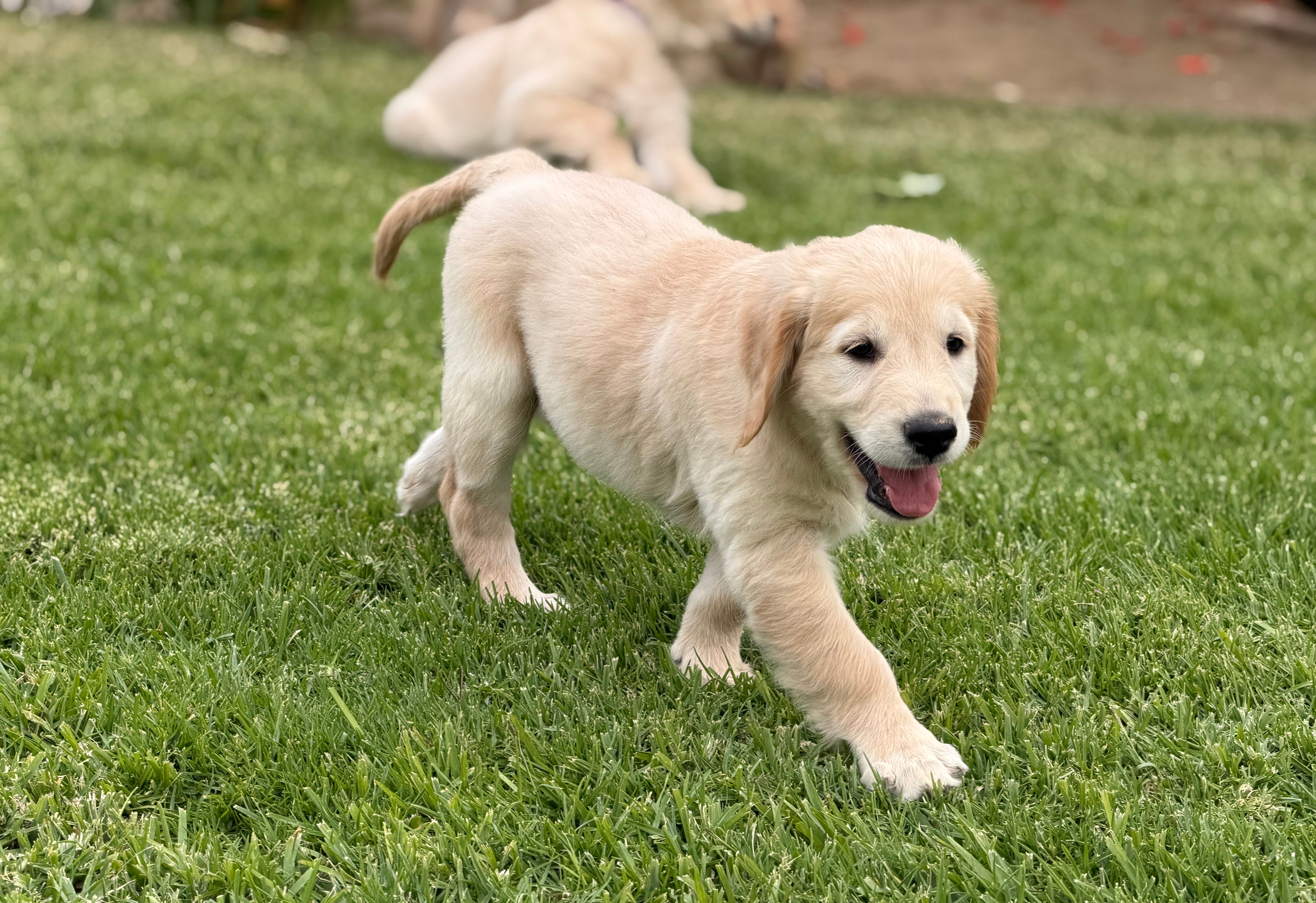 Nami  – Golden Retriever puppy for sale in Jurupa Valley, CA